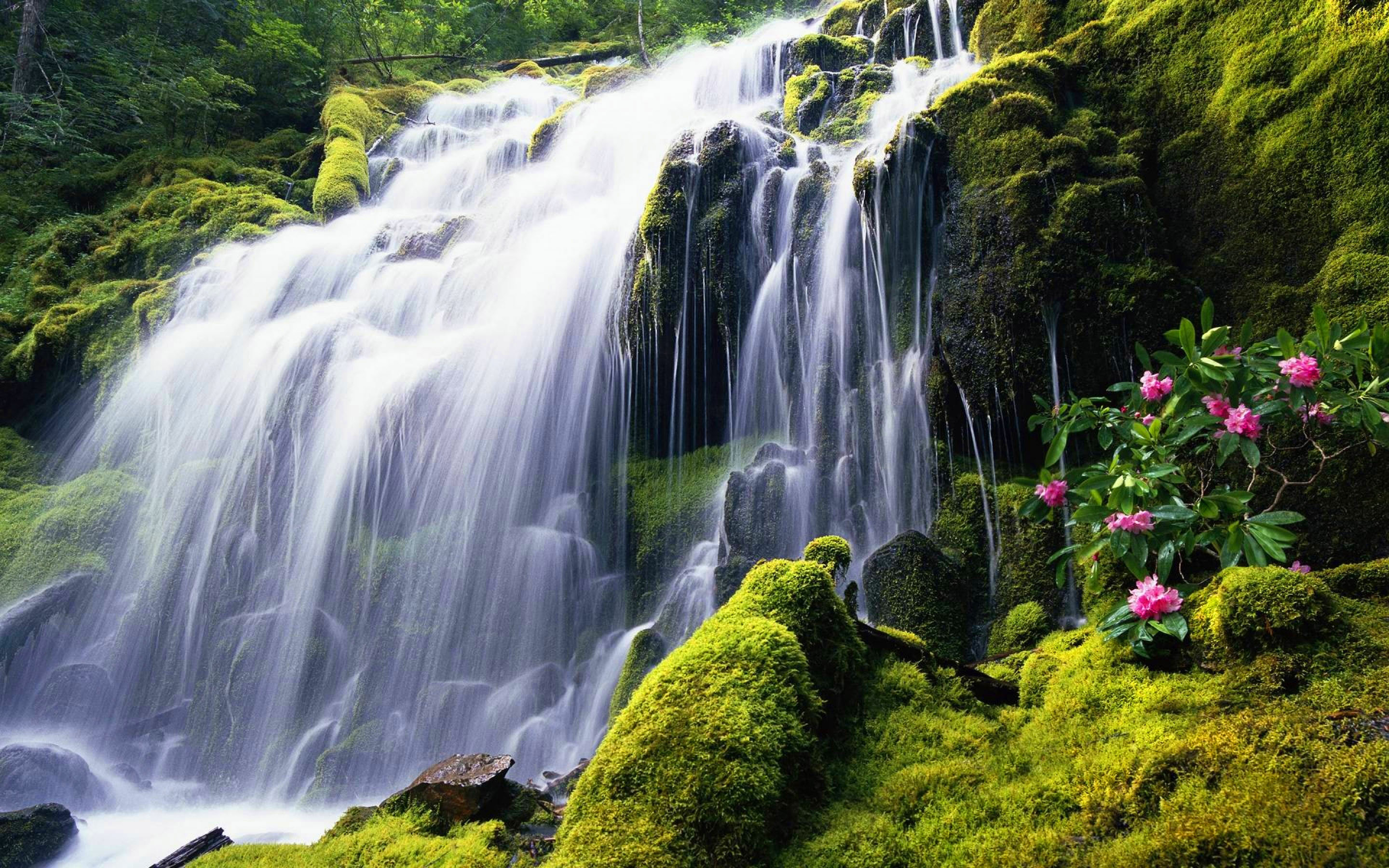 Waterfall In Costa Rica Coast Rock Covered With Green Moss Pink ...