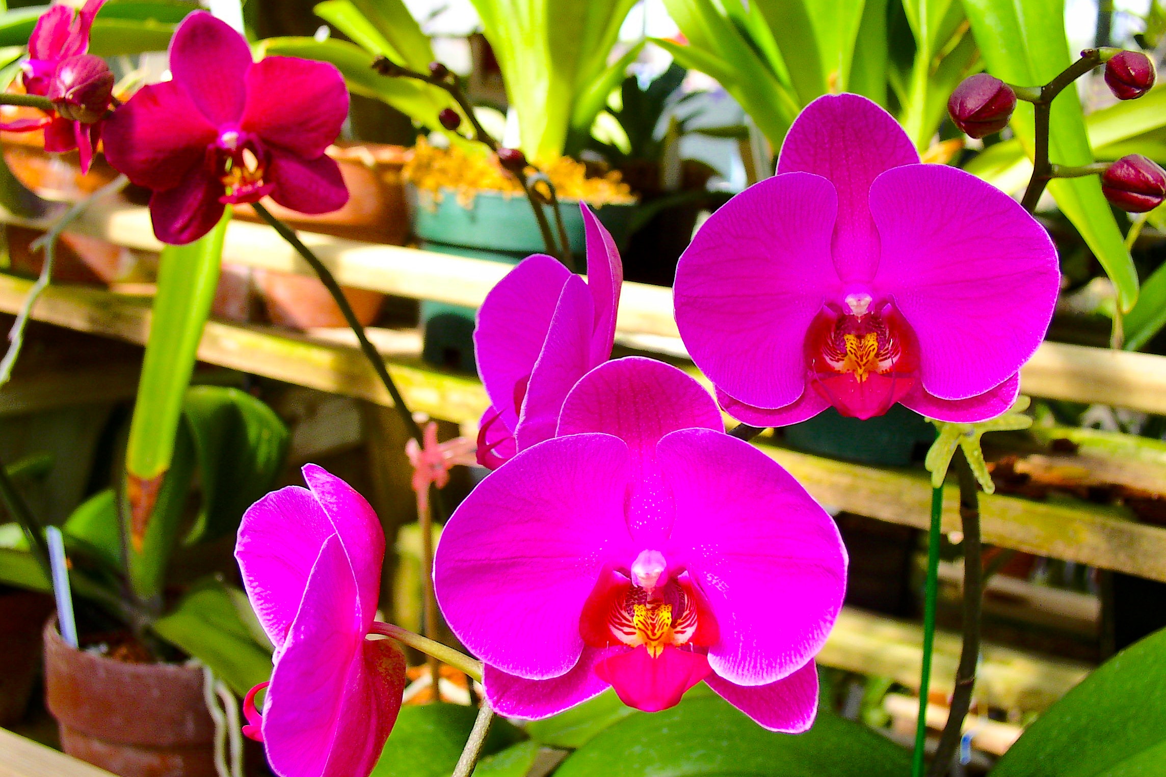 Pink moth orchids photo