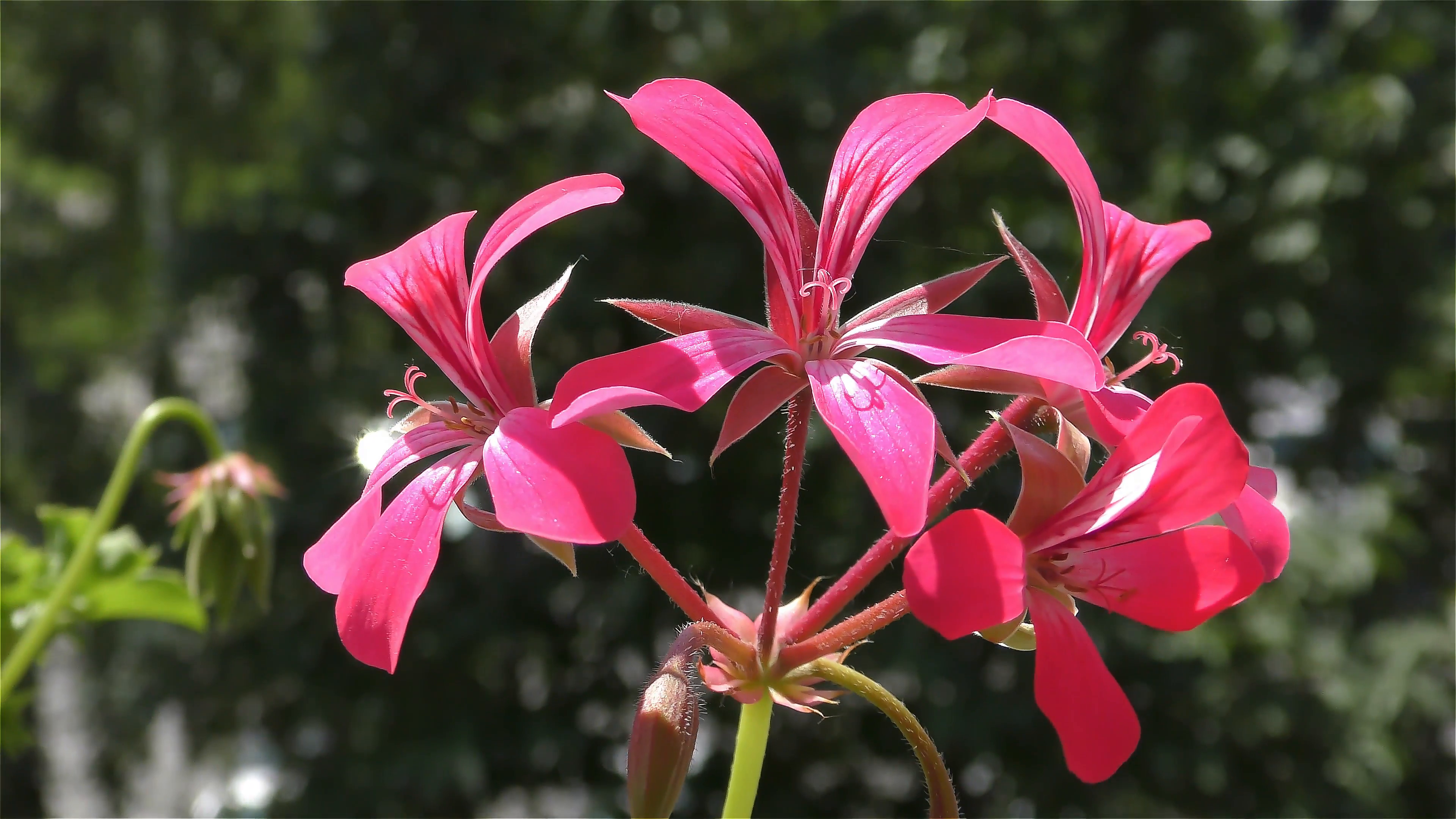 Muscat Flower – Balcony Flowers Stock Video Footage - Videoblocks