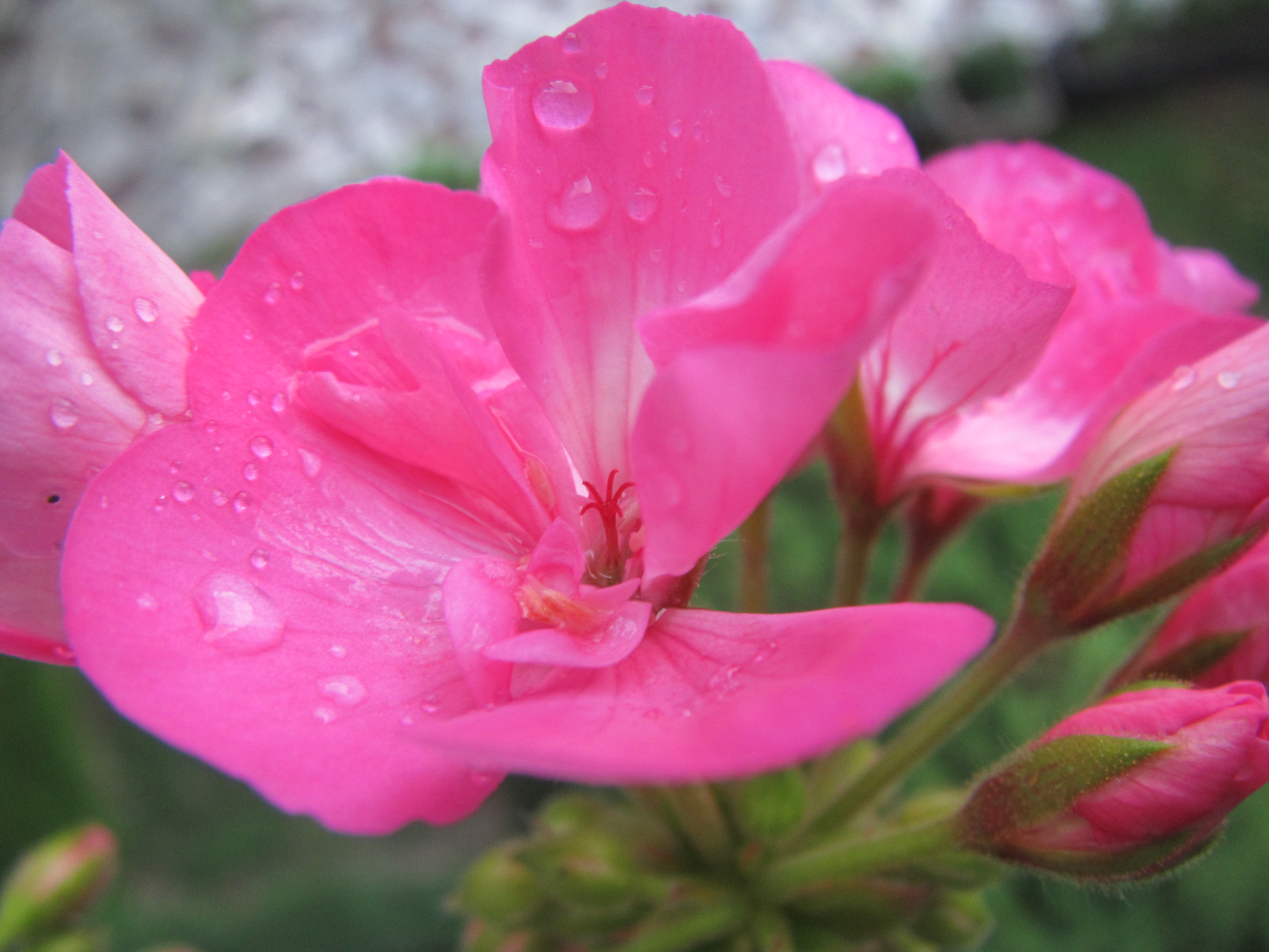 Pink Muscat Flower, Drops, Flora, Flower, Garden, HQ Photo