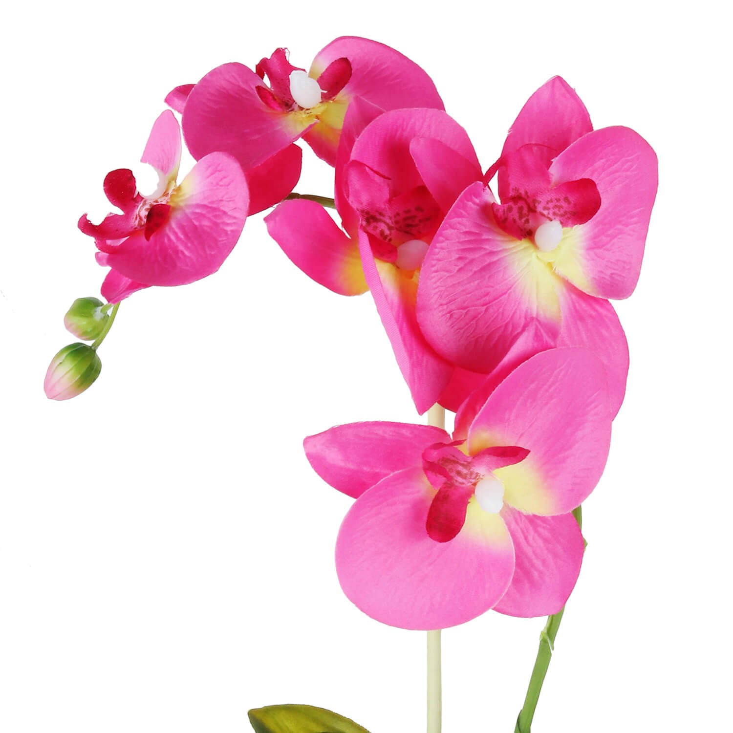 Wonderland pink Orchid with plastic pot (Set of 2)