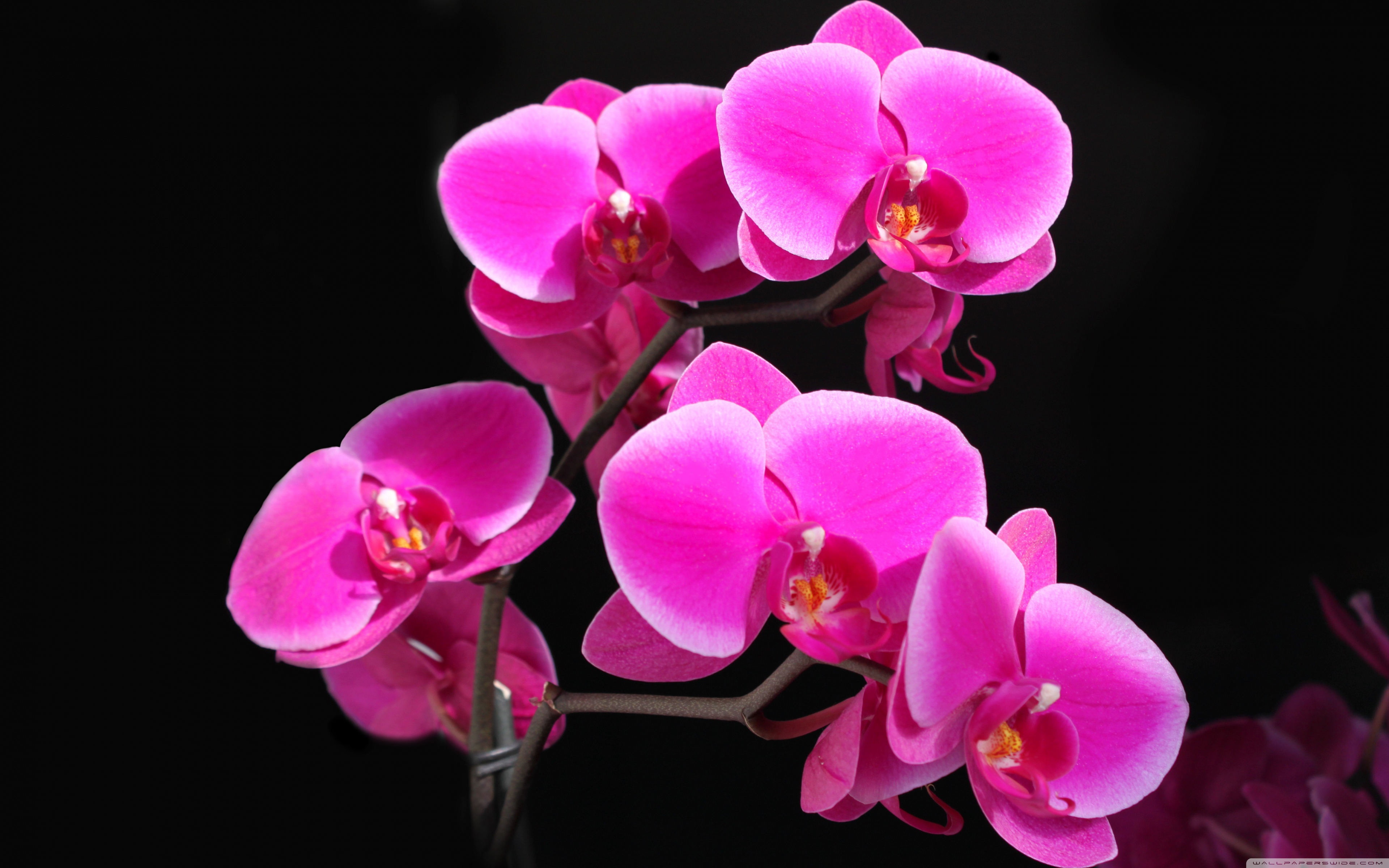 Beautiful Pink Orchid ❤ 4K HD Desktop Wallpaper for 4K Ultra HD TV ...