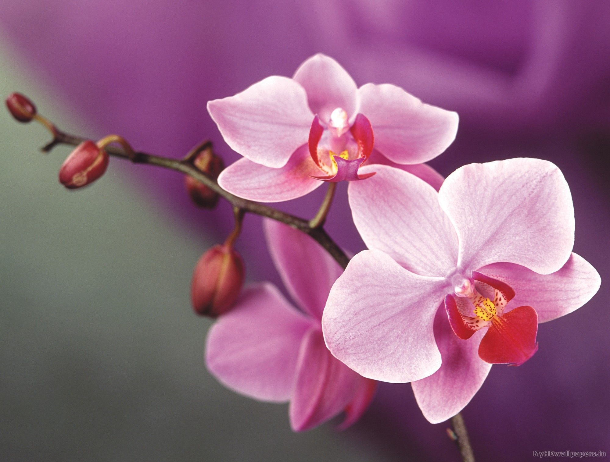 Wallpapers For > Pink Orchid Wallpaper | FLOWERS | Pinterest ...