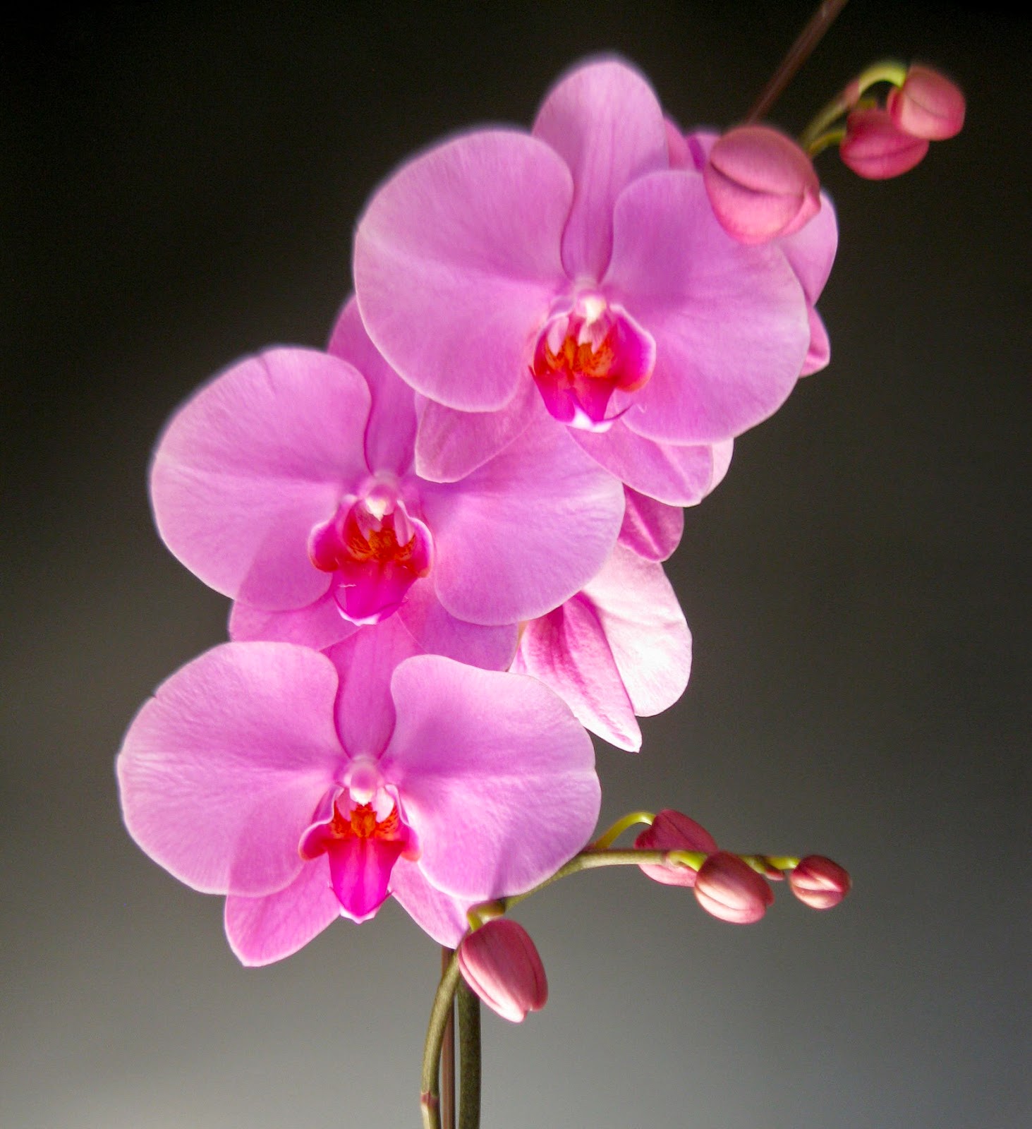 Ten Exquisite Pink Orchid Flowers for Spring | Orchidaceous! Orchid Blog