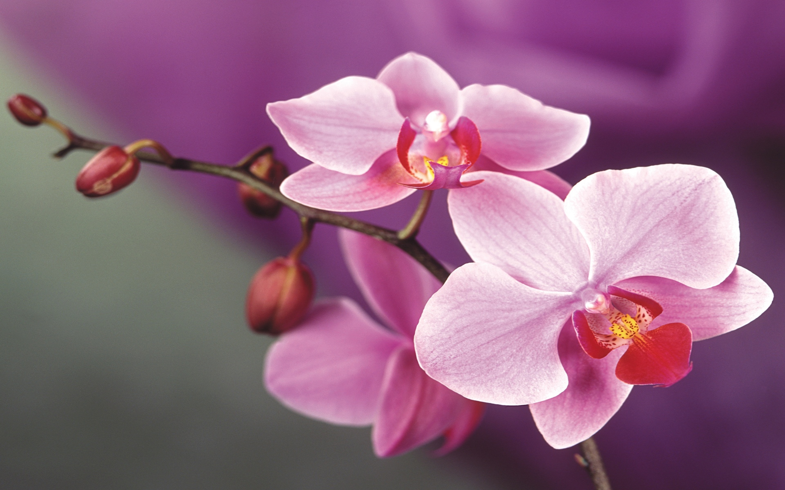 Pink Orchid Flowers 2560x1600 : Wallpapers13.com