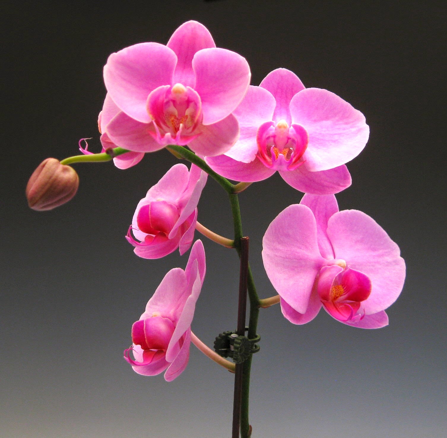 Orchidaceous! Orchid Blog