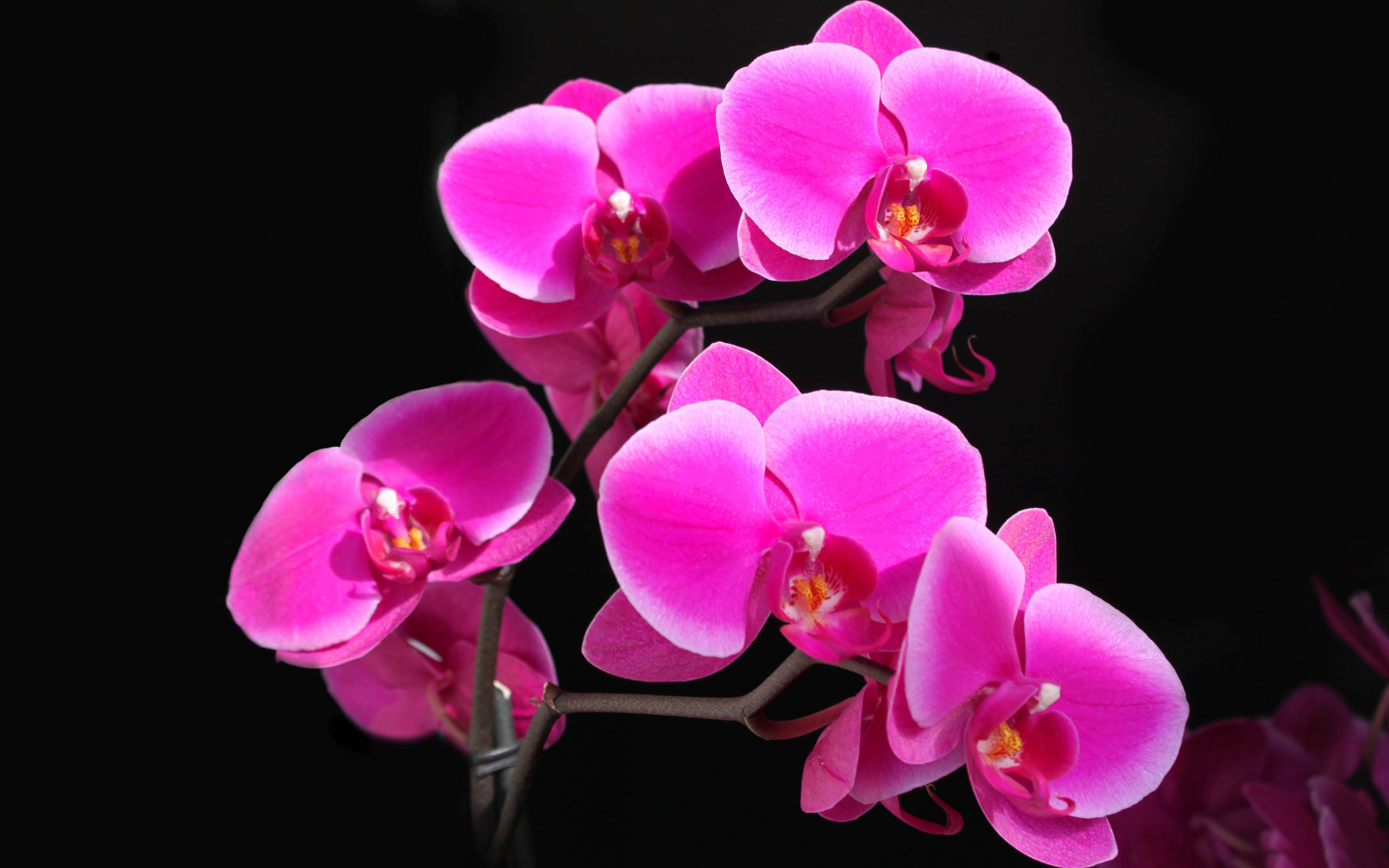 Donnie Isaacs Bogard MO - Pink Orchids Flowers Photography | Donnie ...