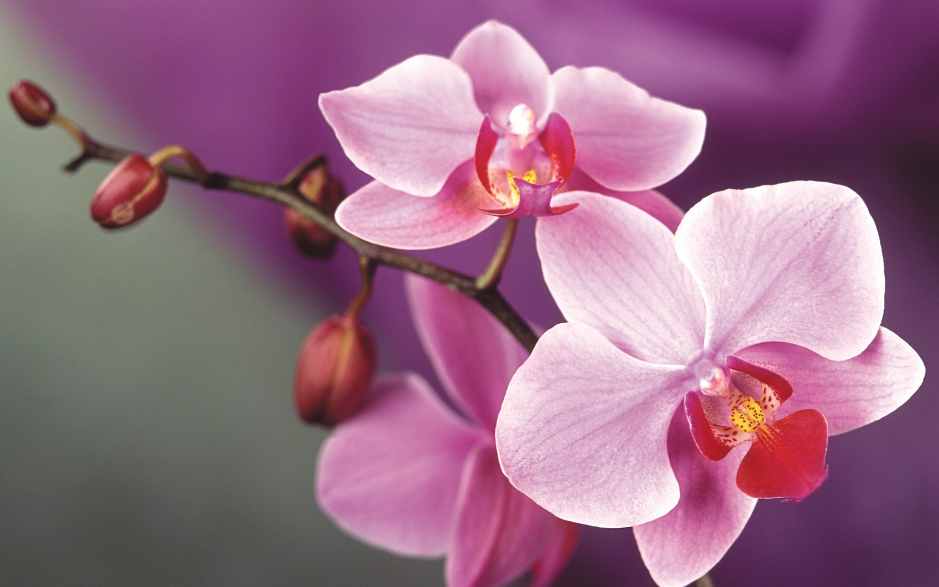Pink Orchids HD Wallpaper, Background Images
