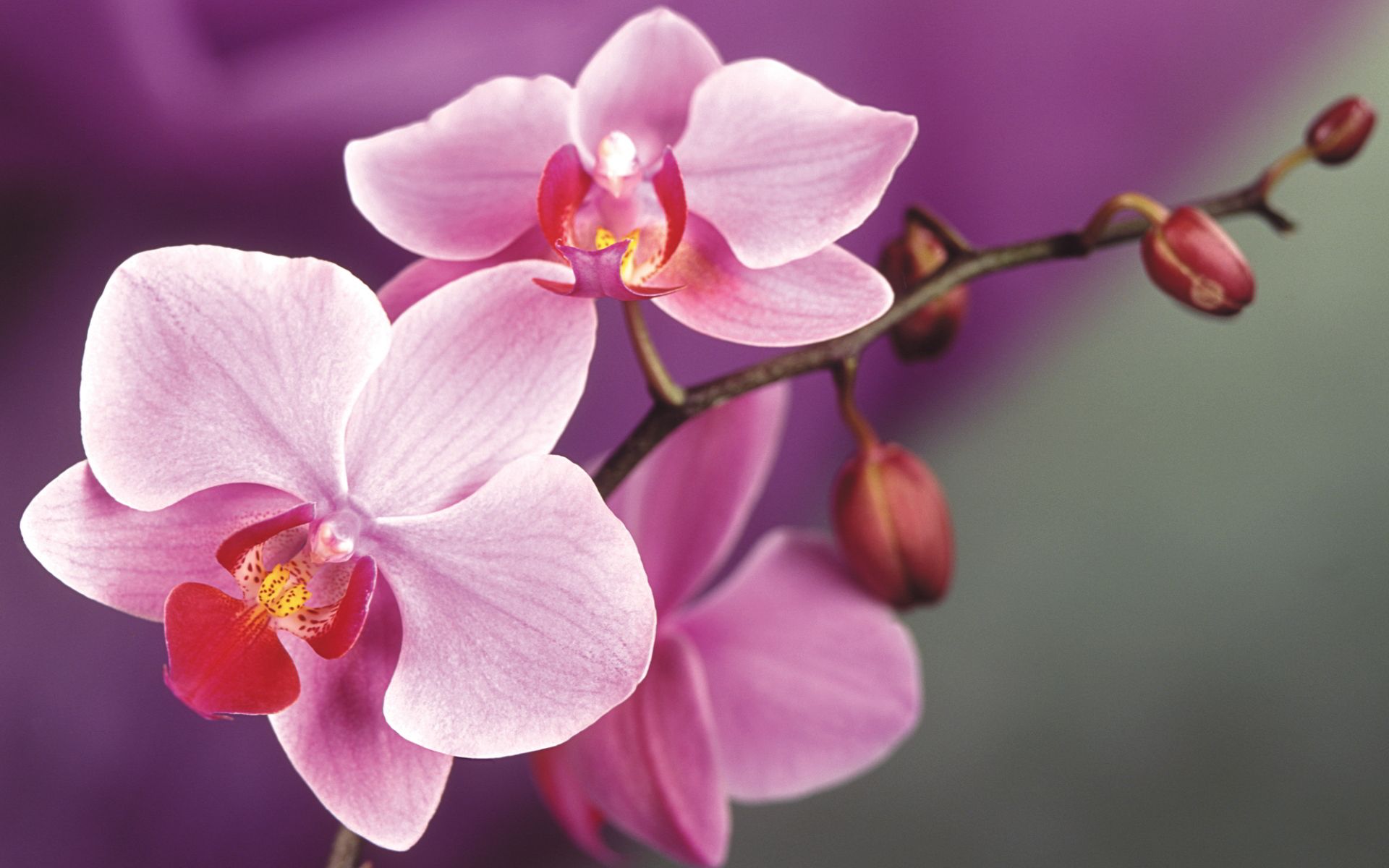How To Grow & Care For Orchids Almost alien in appearance ...