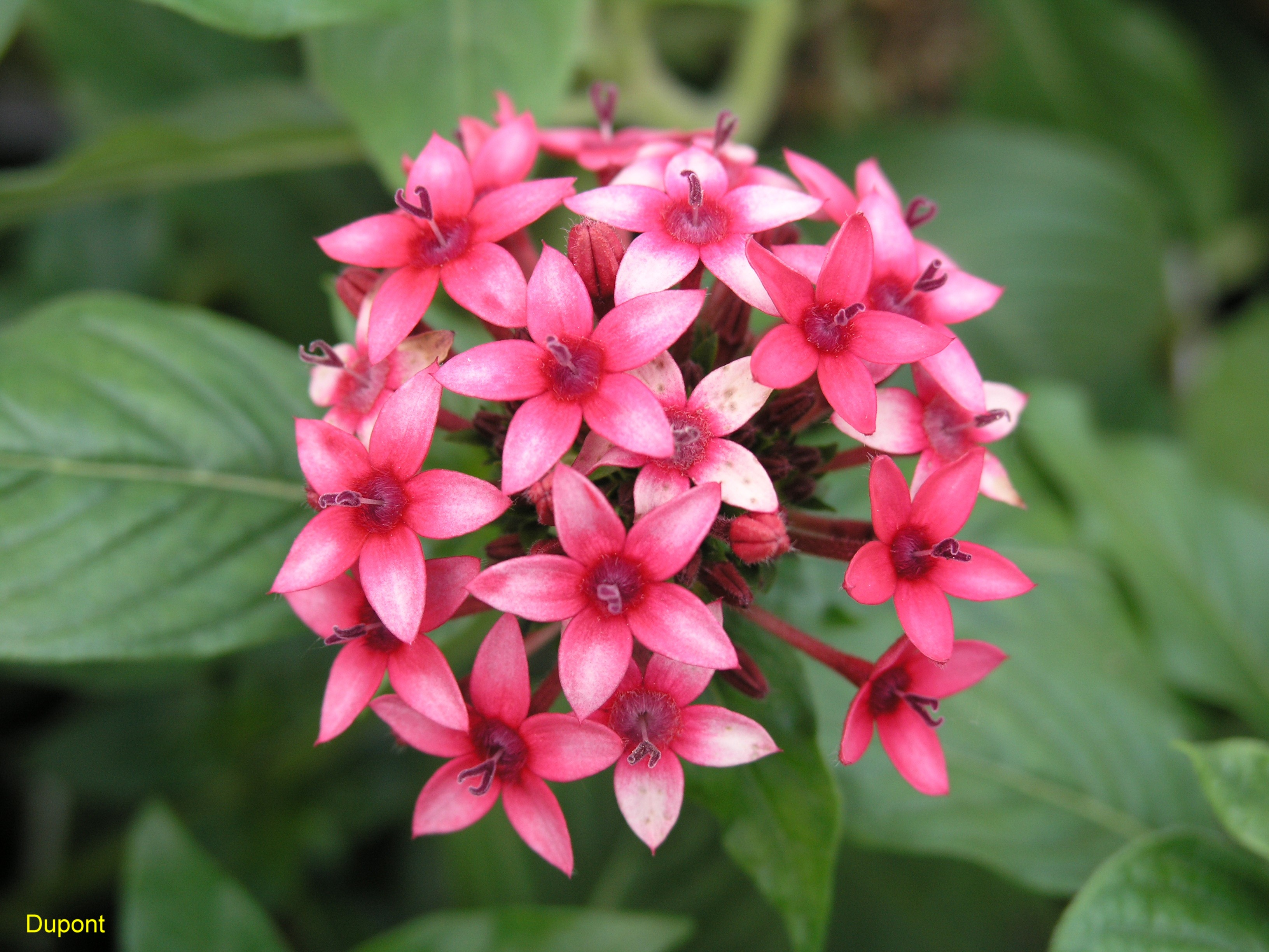 Online Plant Guide - Pentas lanceolata 'Dorann's Pink' / Dorann's ...