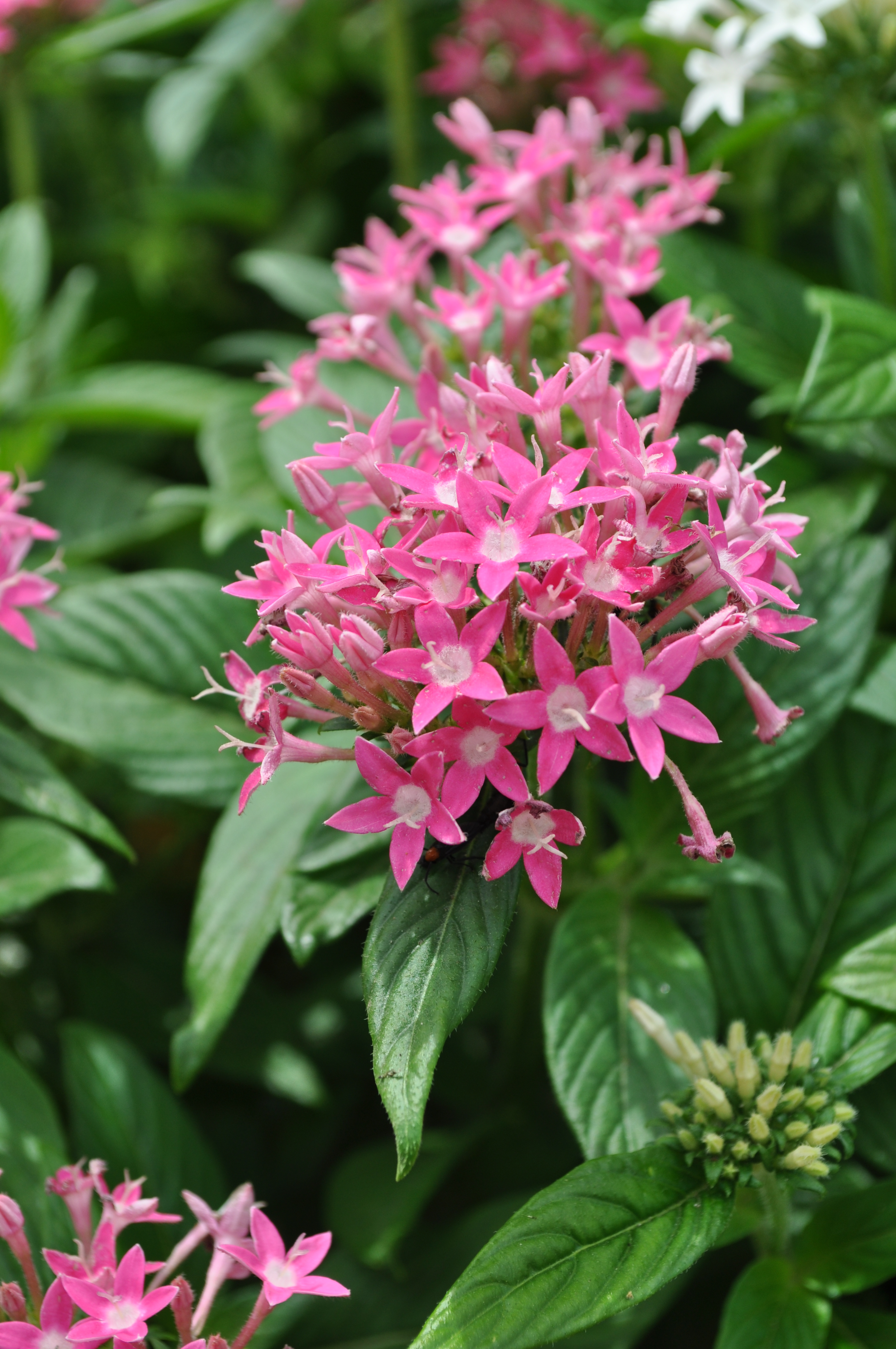 Trial Results 2013 – Pentas | Harris County Horticulture Blog