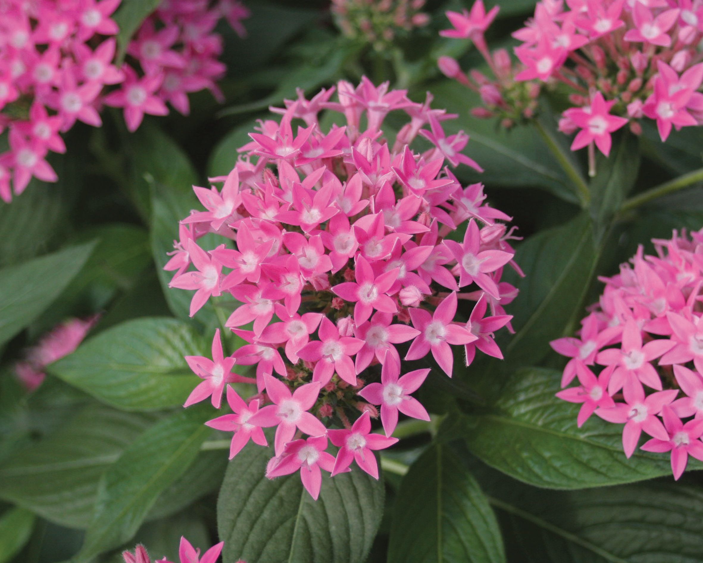 Butterfly Deep Pink - Pentas lanceolata | Proven winners, Plants and ...
