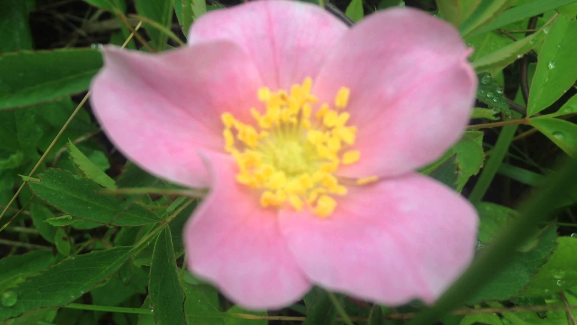 Unidentified Flower with Five Pink Petals and Yellow Center - YouTube