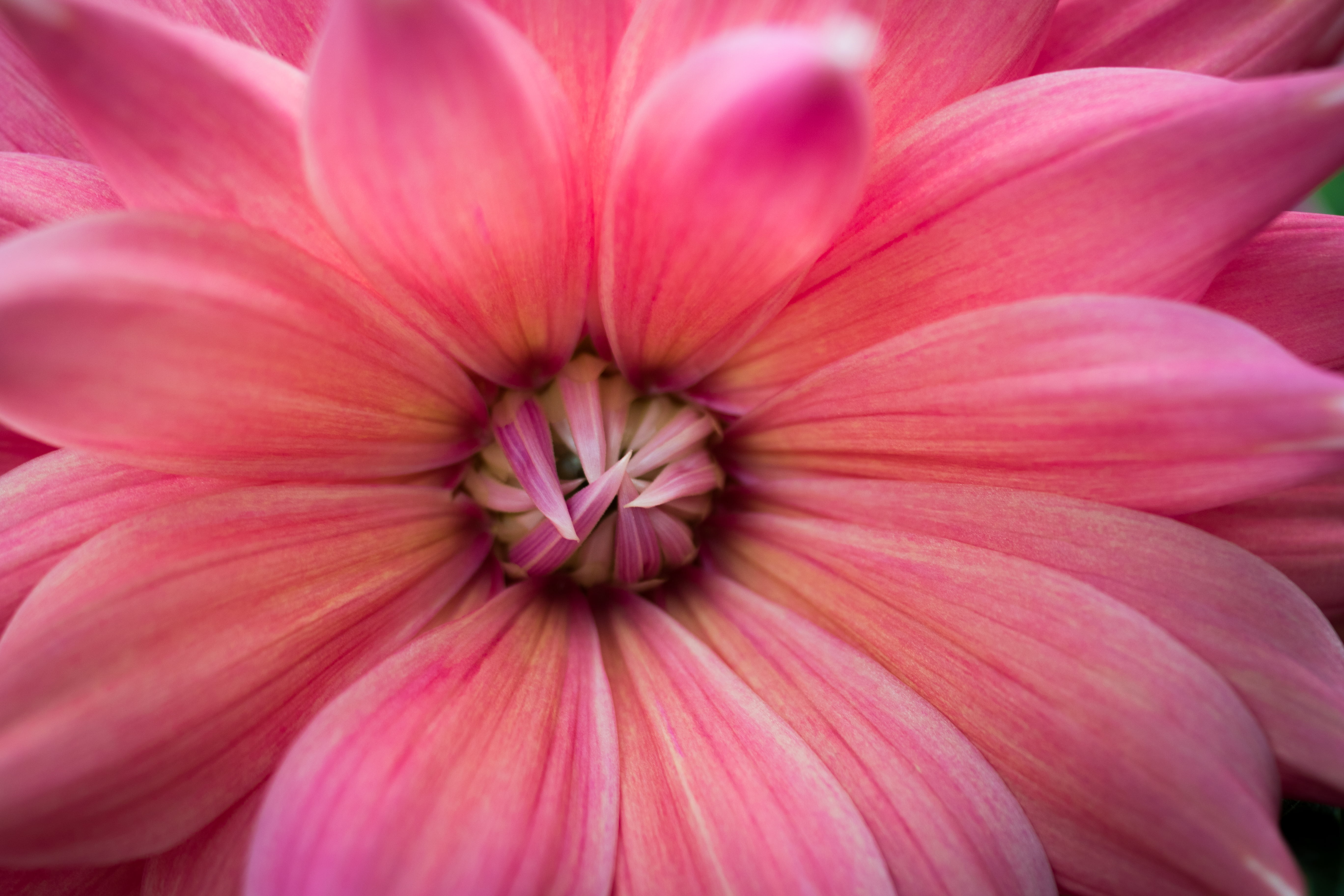 Macro photography of pink petal flower HD wallpaper | Wallpaper Flare