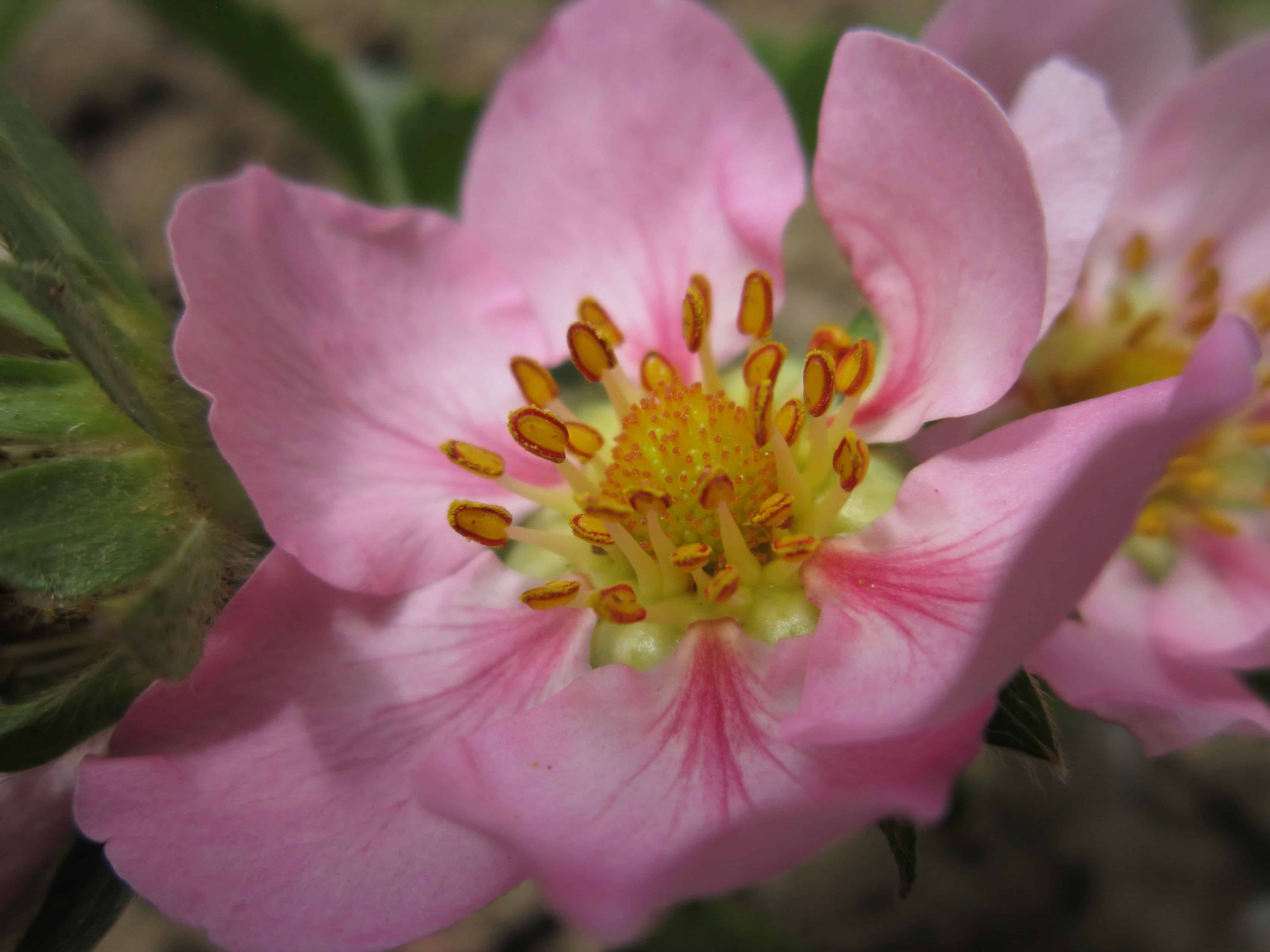 Free picture: horticulture, pink, petal, flower, vegetation, flora ...