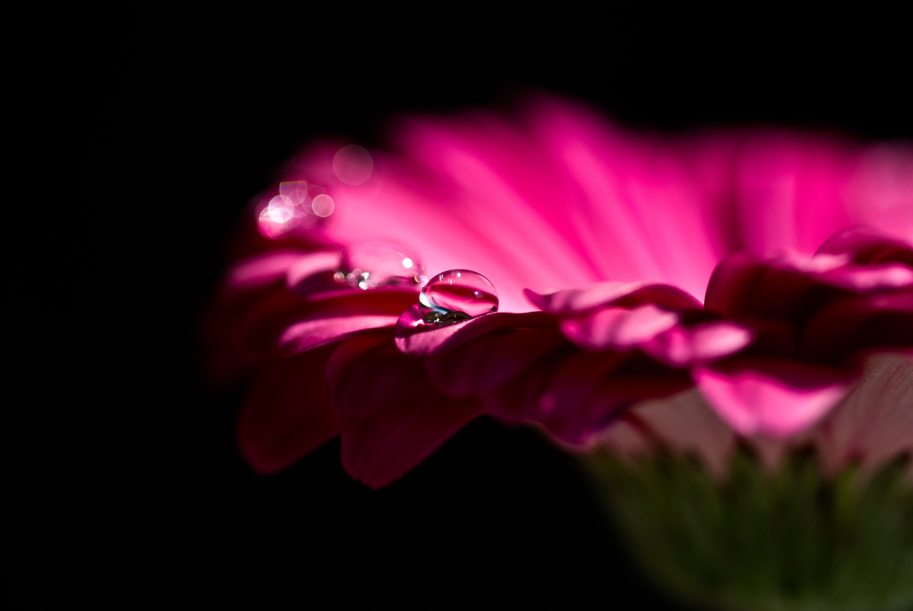 Pink Petal Flower and Dew Drops on Top, Bloom, Blossom, Dew, Flora, HQ Photo