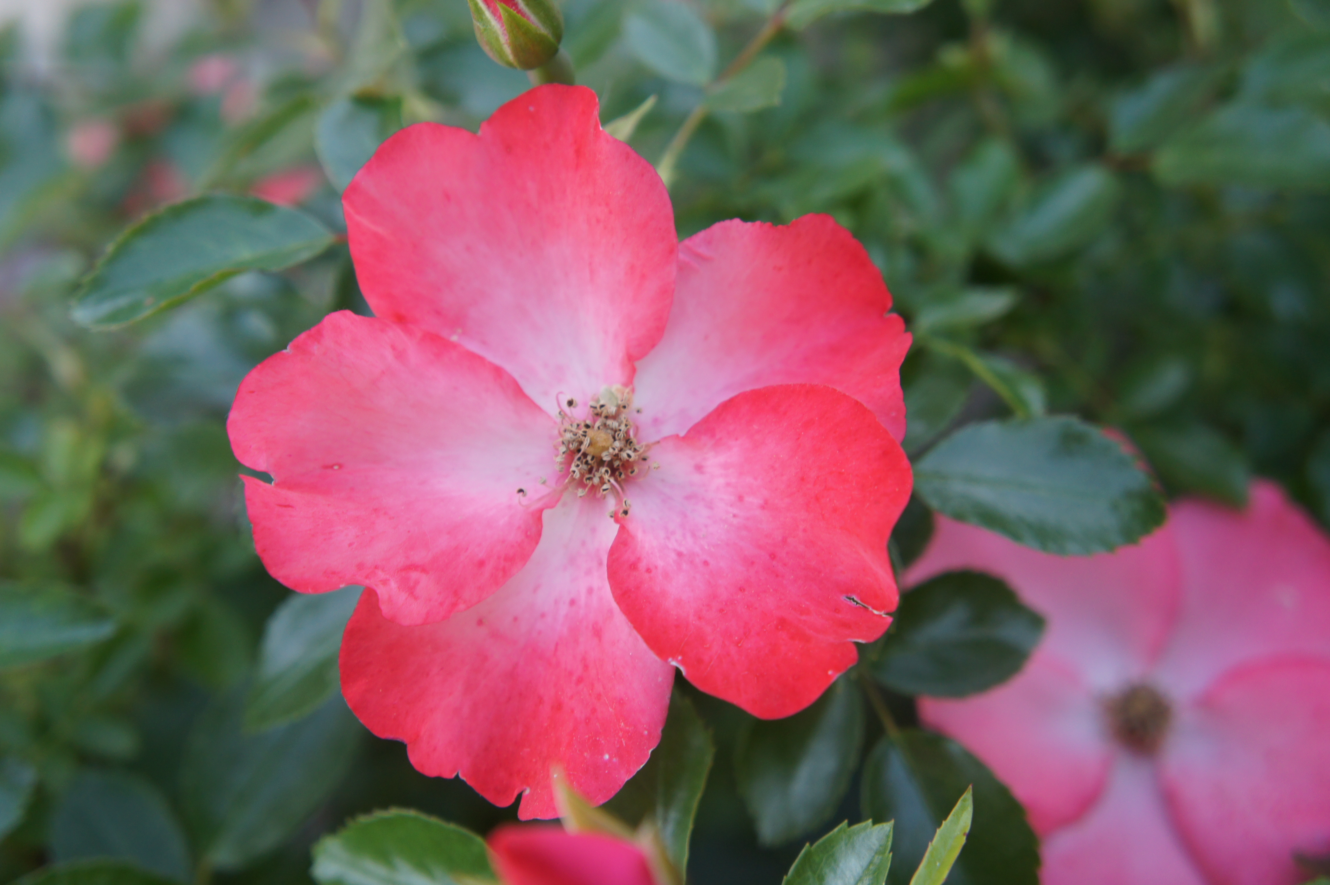 Pink 5 Petal Flower Image collections - Flower Decoration Ideas