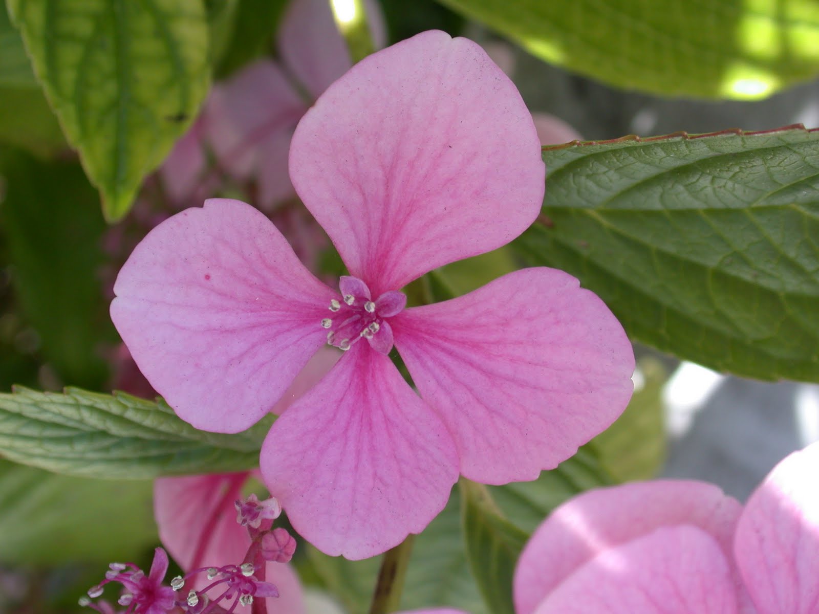 4 Petal Pink Flower Choice Image - Flower Decoration Ideas