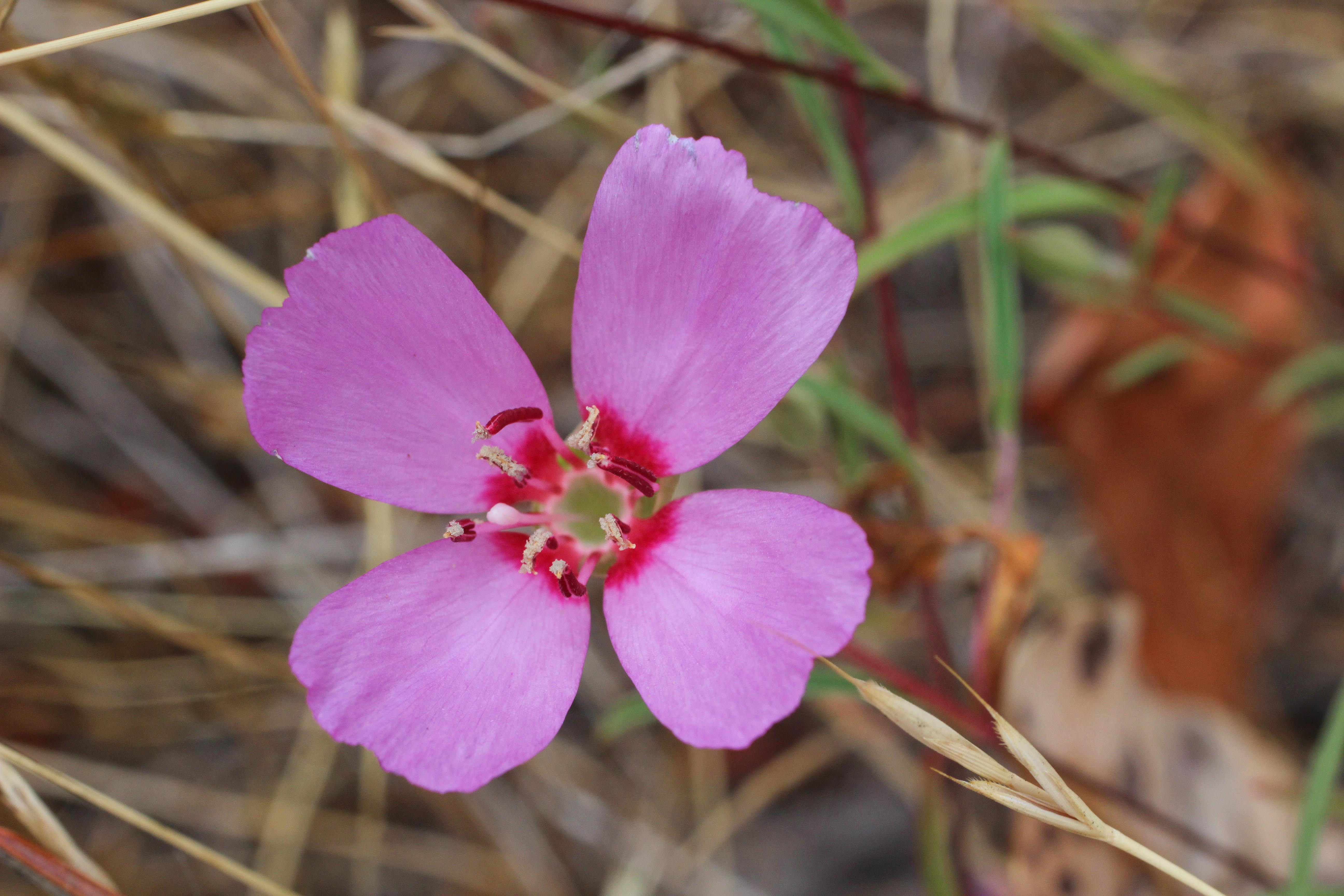 free-photo-pink-petaled-flower-beautiful-flower-petals-free