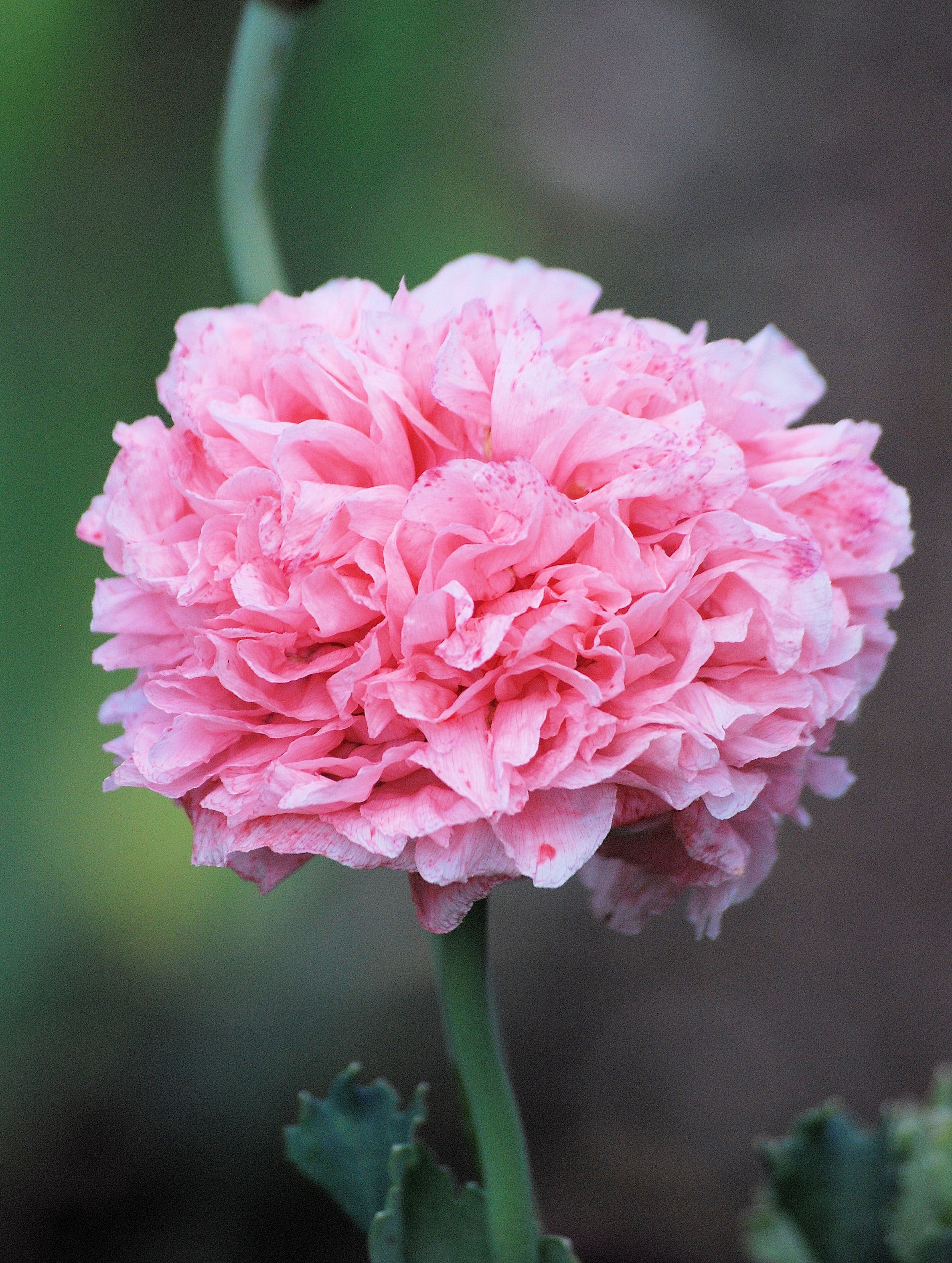 Pink Petals Flower · Free Stock Photo