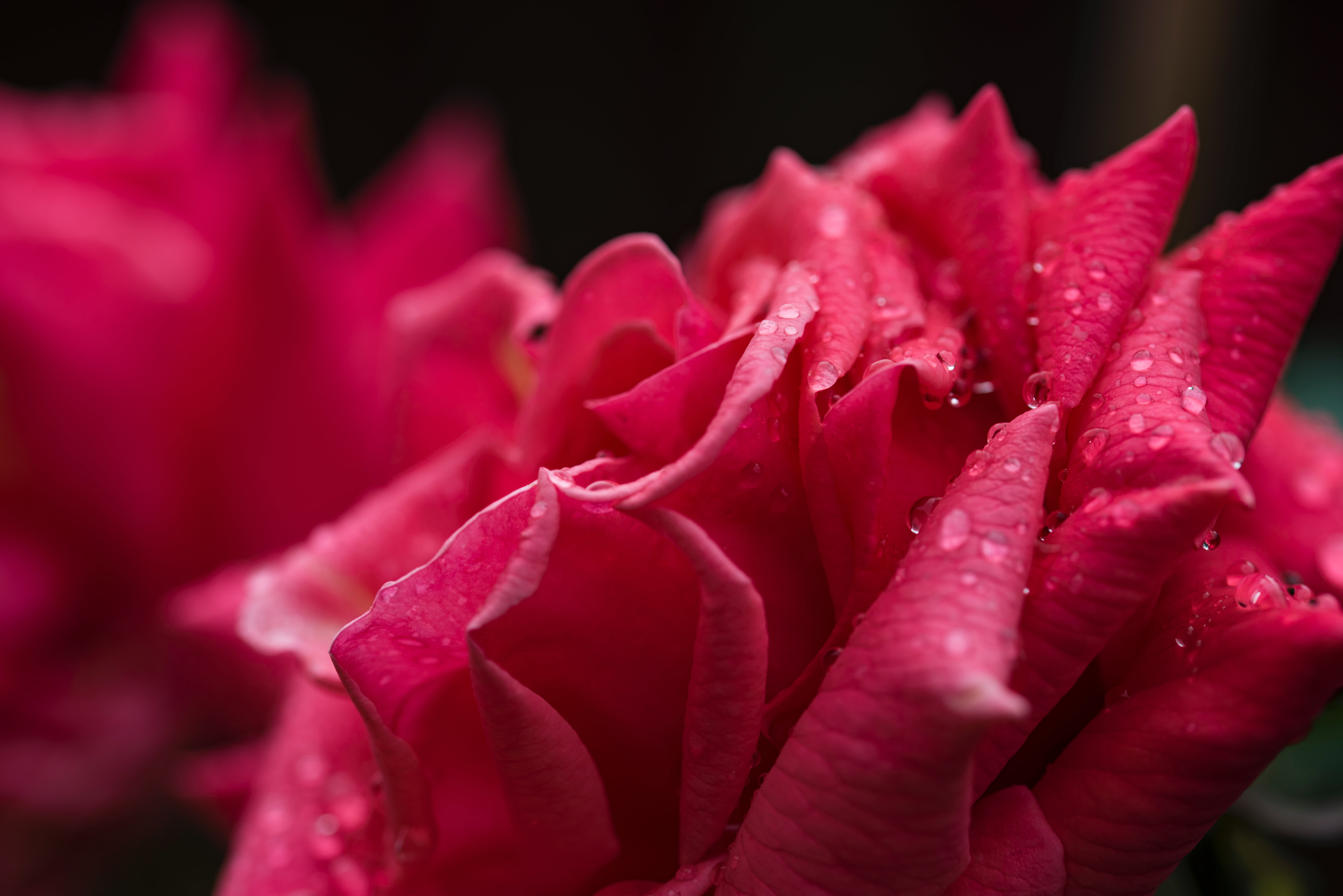 Pink petaled flower, Rose, Petals, Drops HD wallpaper | Wallpaper Flare