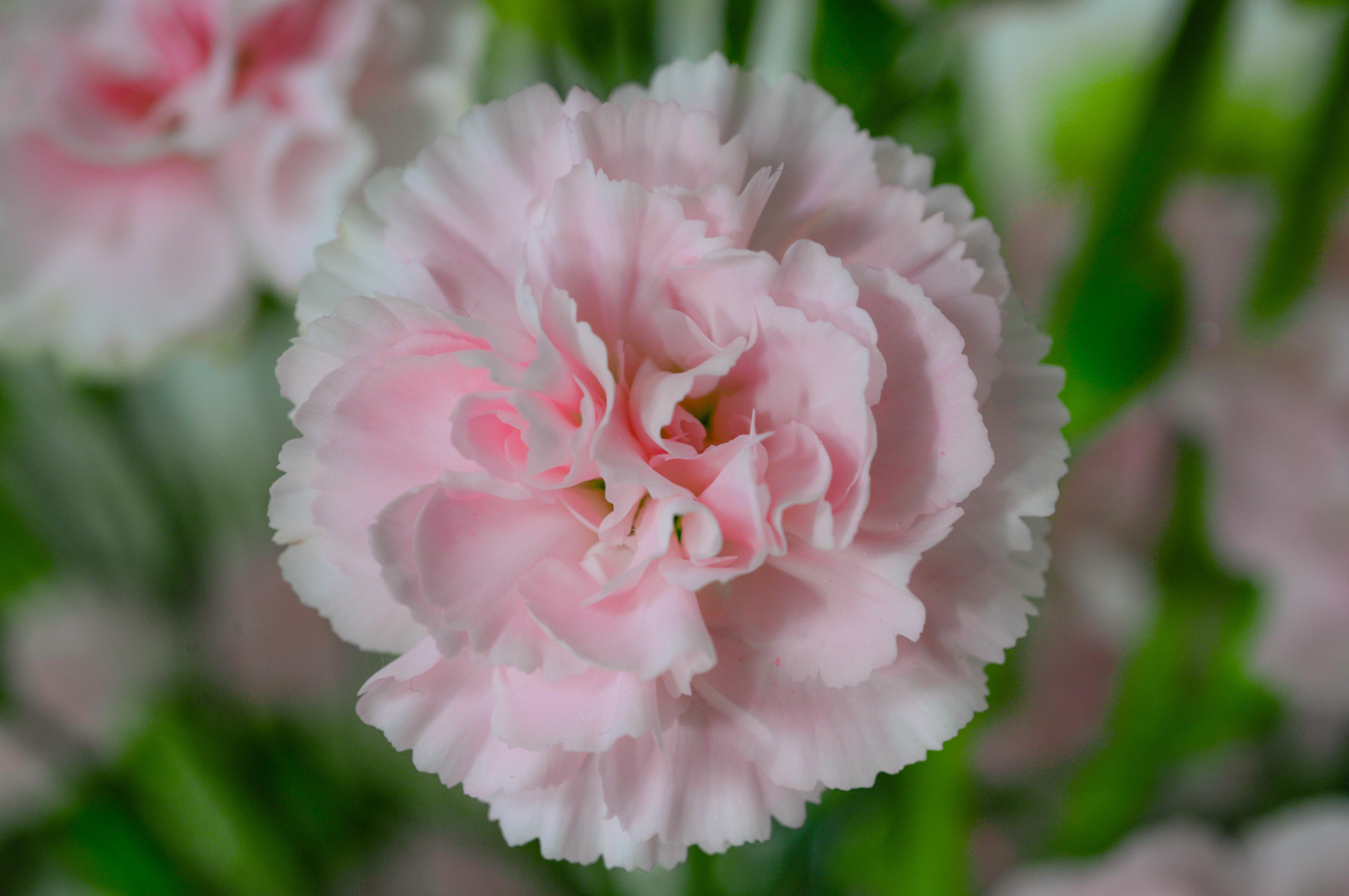 Pink petaled flower photo