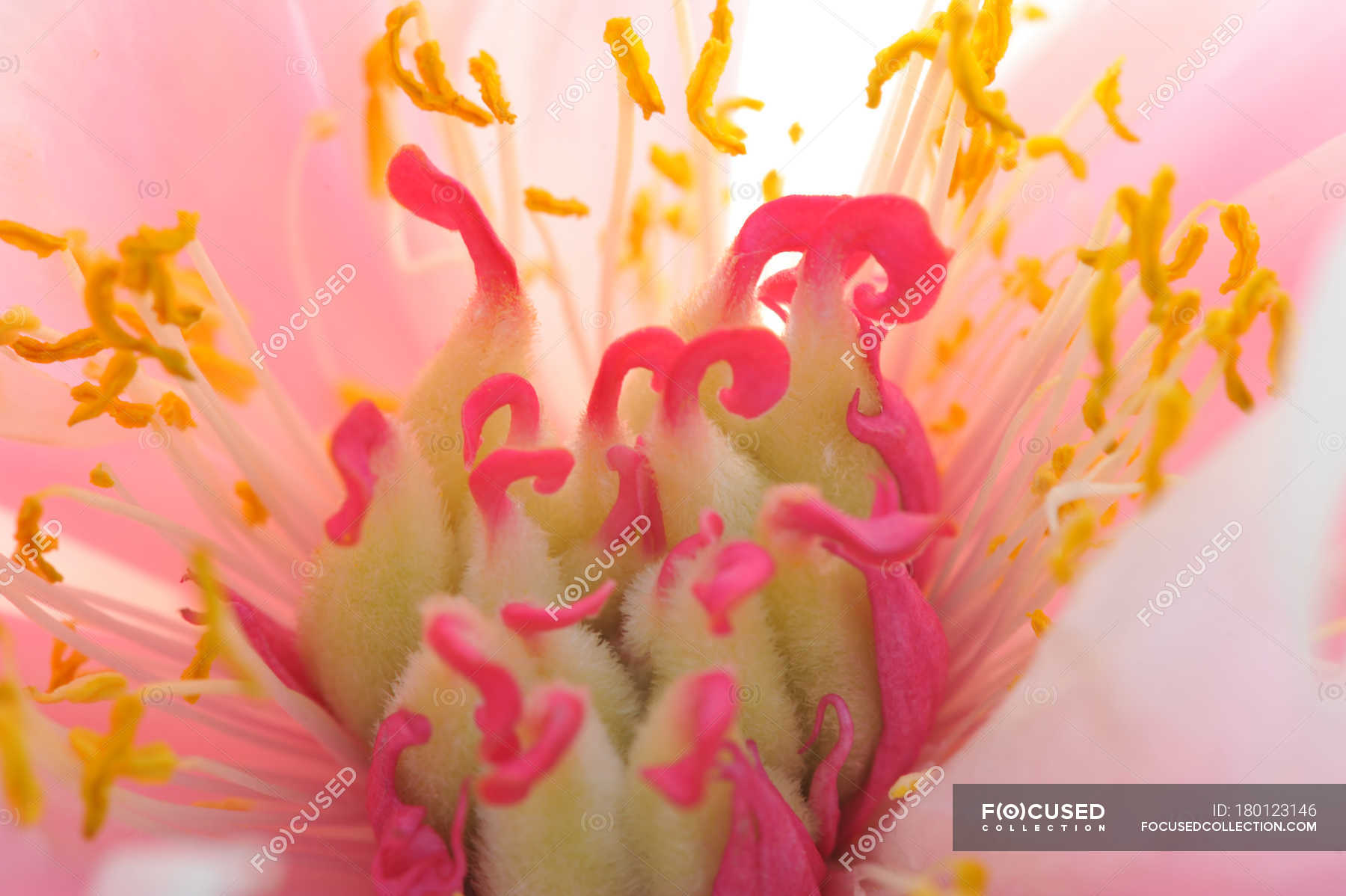 Close up of pink petaled flower with pink and yellow stamen — Stock ...