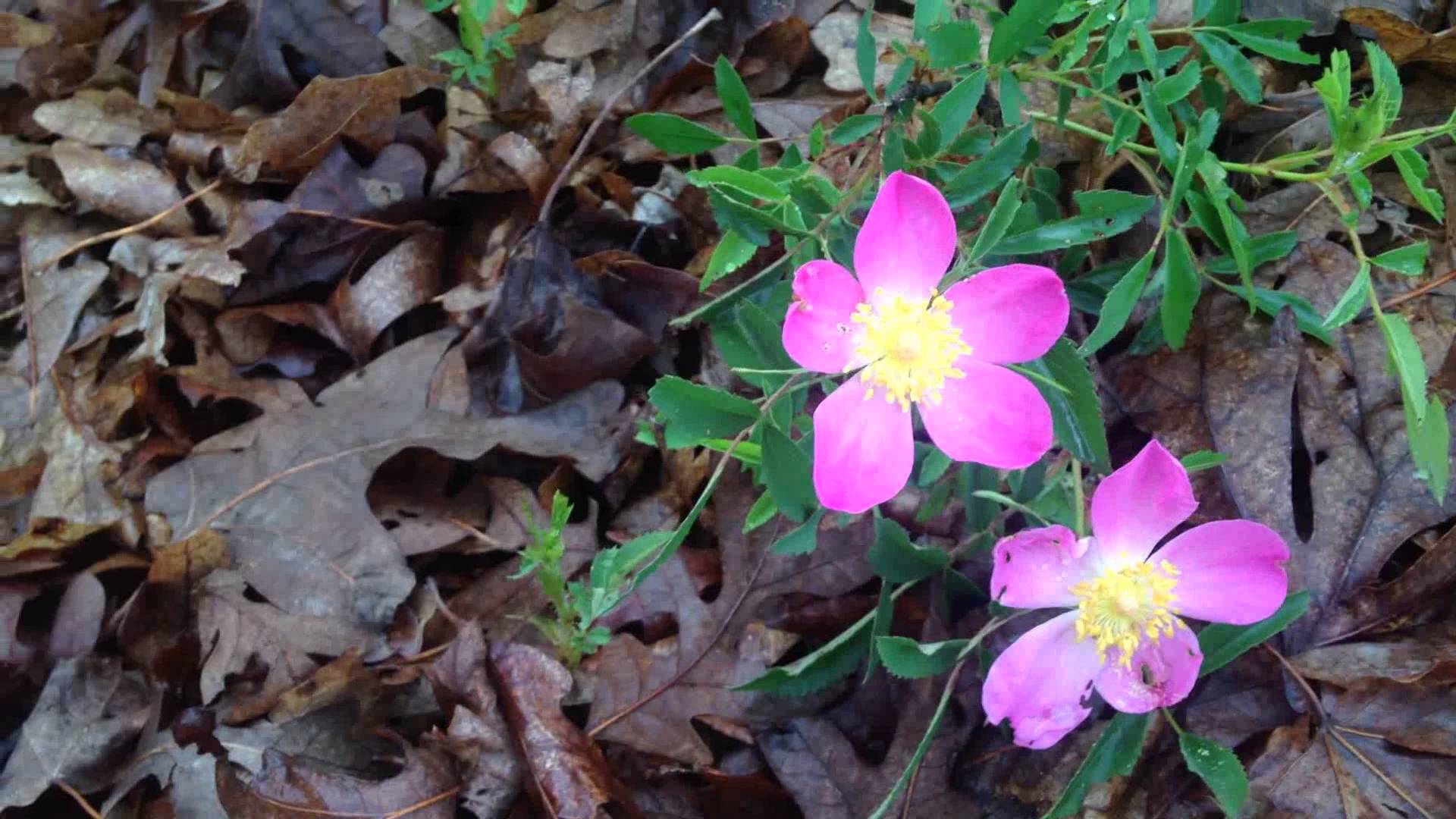 Pink Five Petal Flowers with a Yellow Center - YouTube