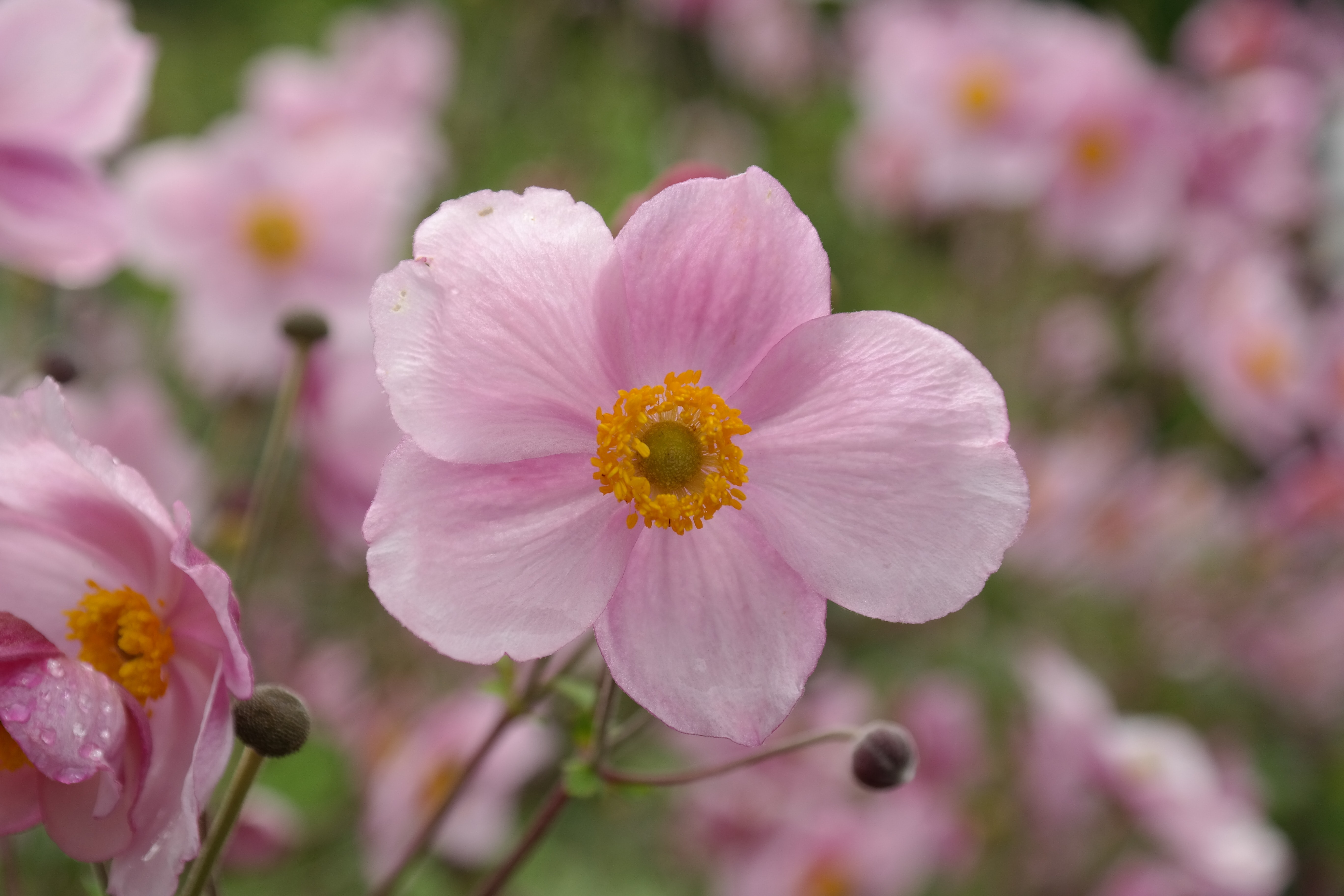 Pink 5 Petaled Flowers · Free Stock Photo