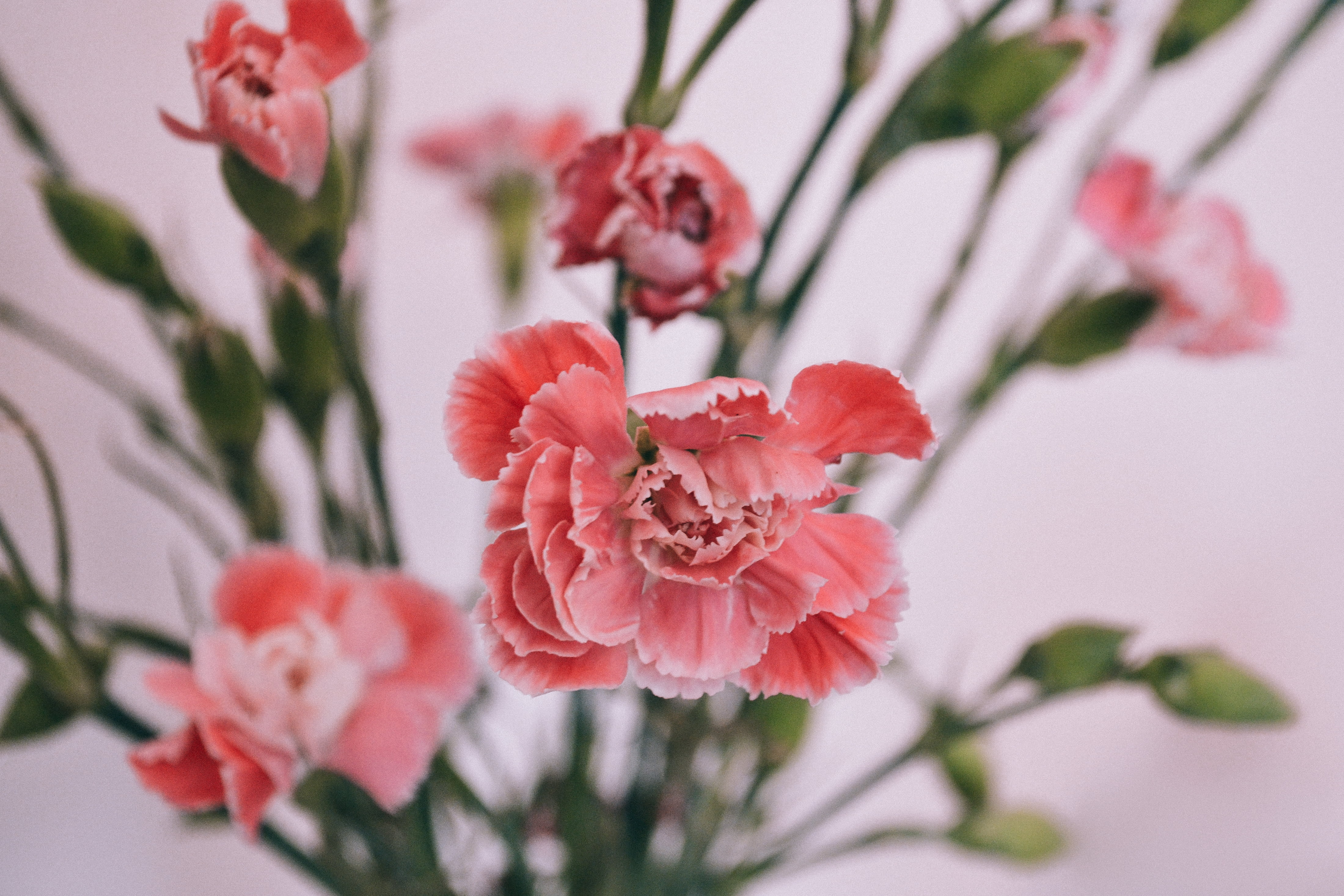 Pink petaled flower, Carnations, Petals, Bud HD wallpaper ...