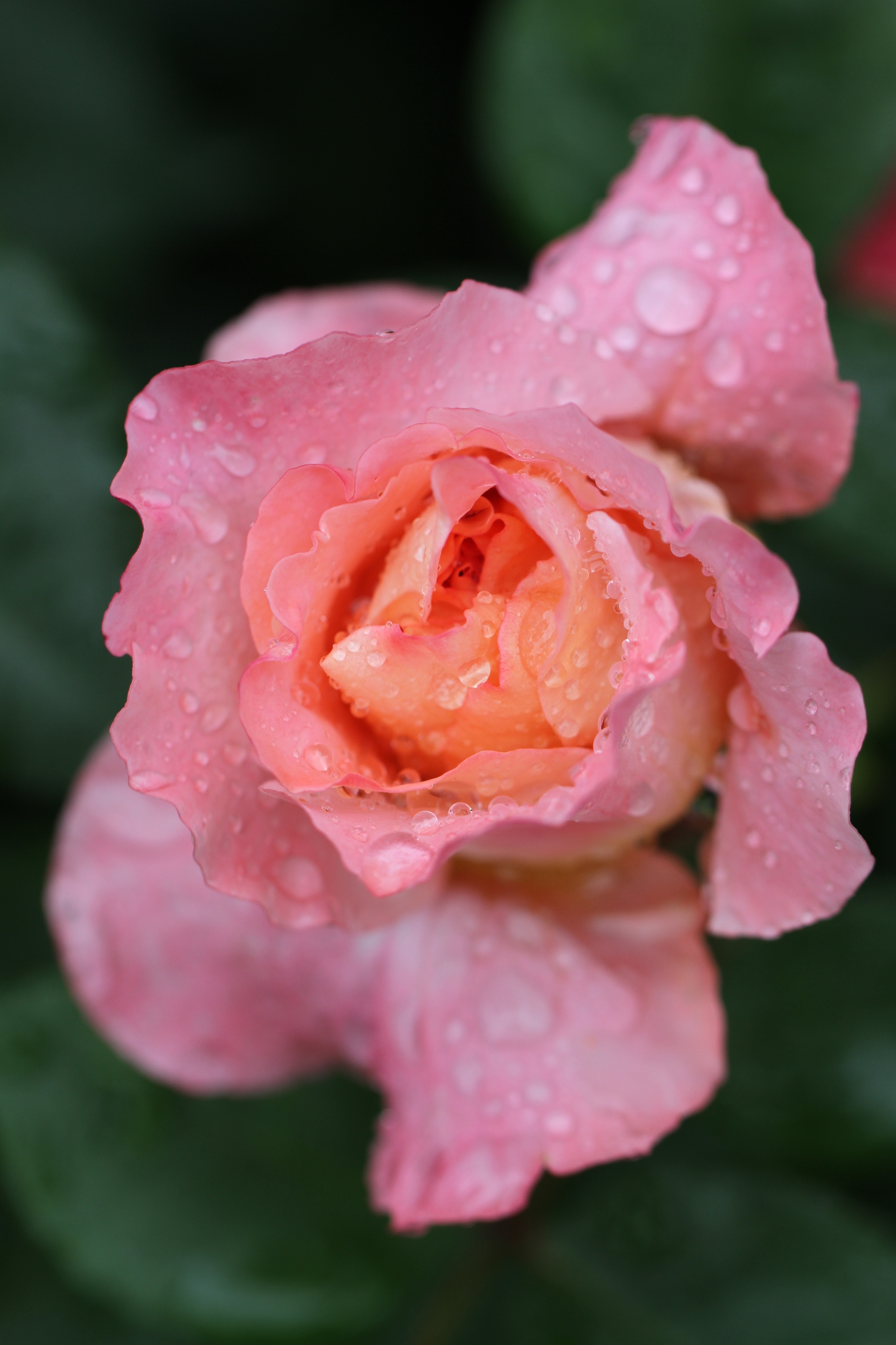 Close Up Photography of Pink Petaled Flower With Water Dew · Free ...