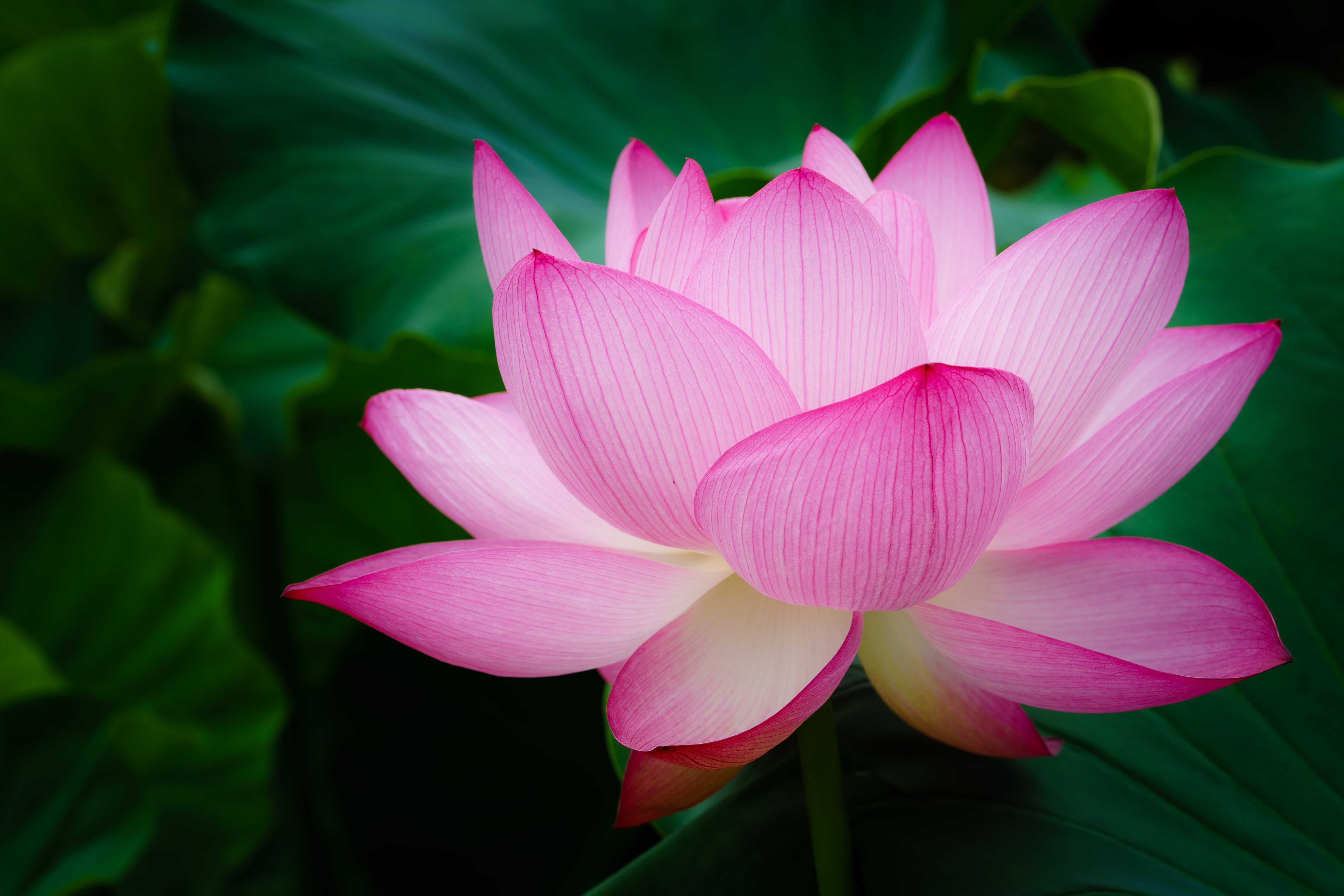 Blooming Lotus Flower Selective Focus Photography Hd Wallpaper ...