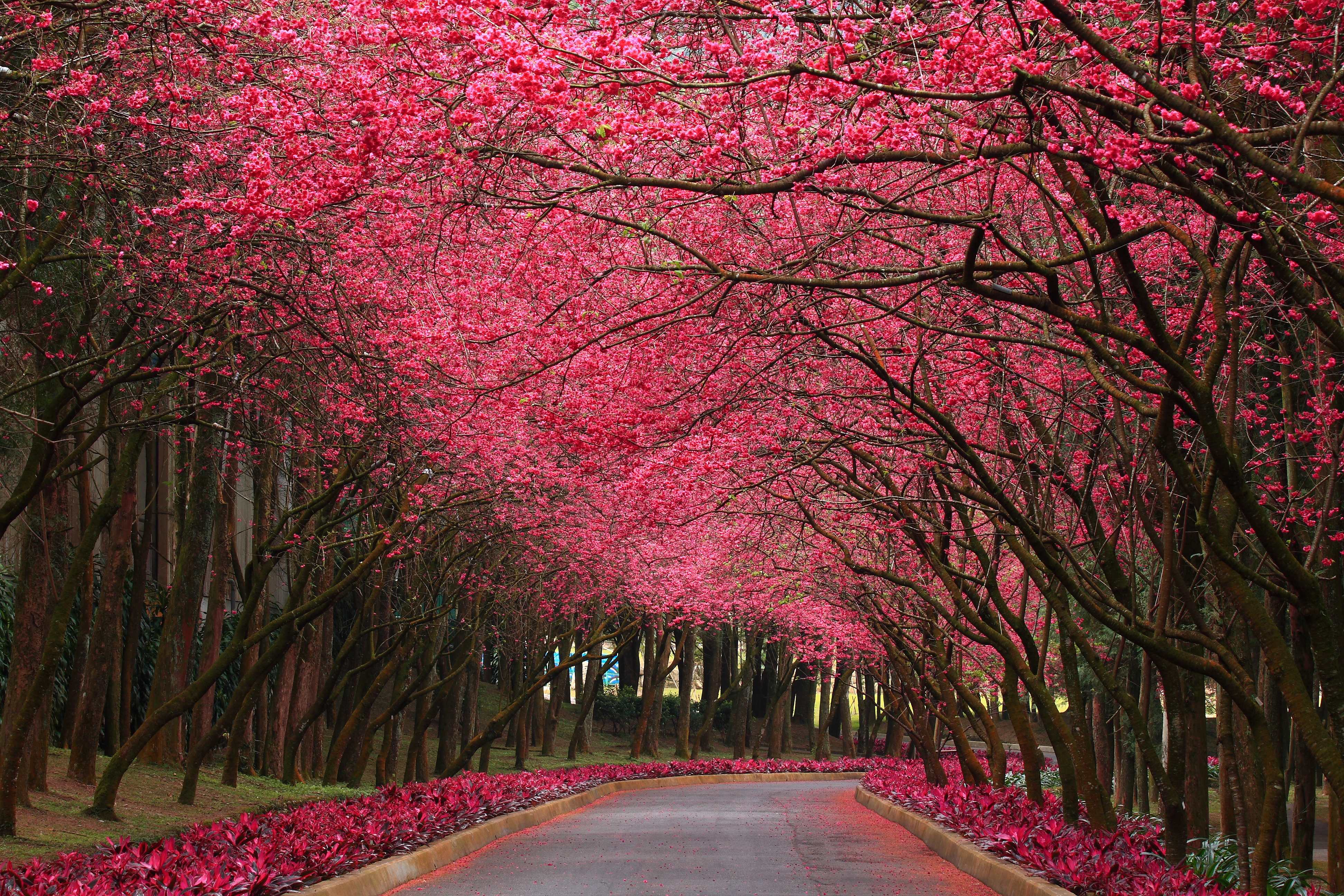 early spring pink flowering trees | wallpaper pink flowering trees ...