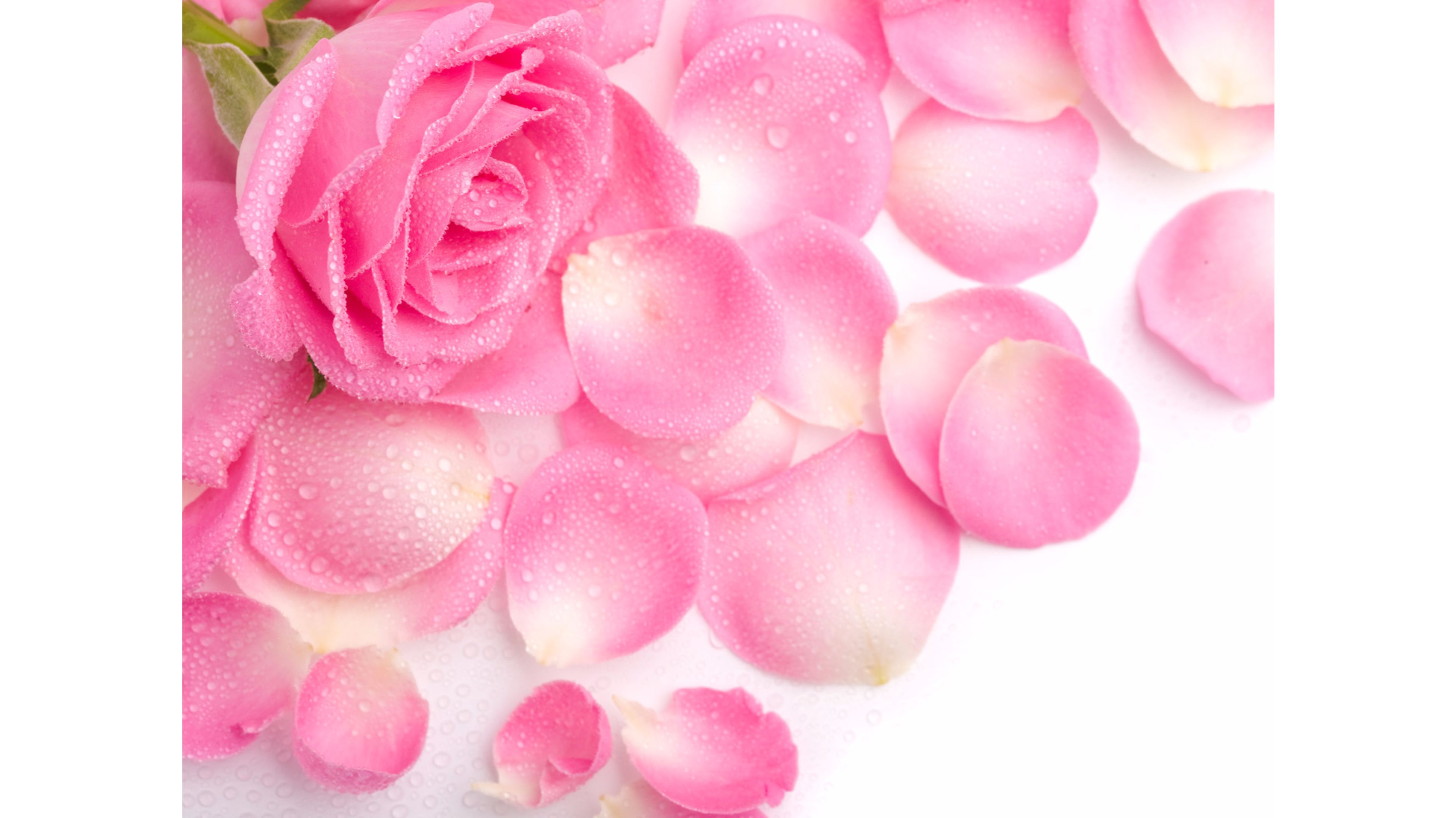 Amazing Pink Petals and 2016 Roses 4K Wallpapers | Free 4K Wallpaper