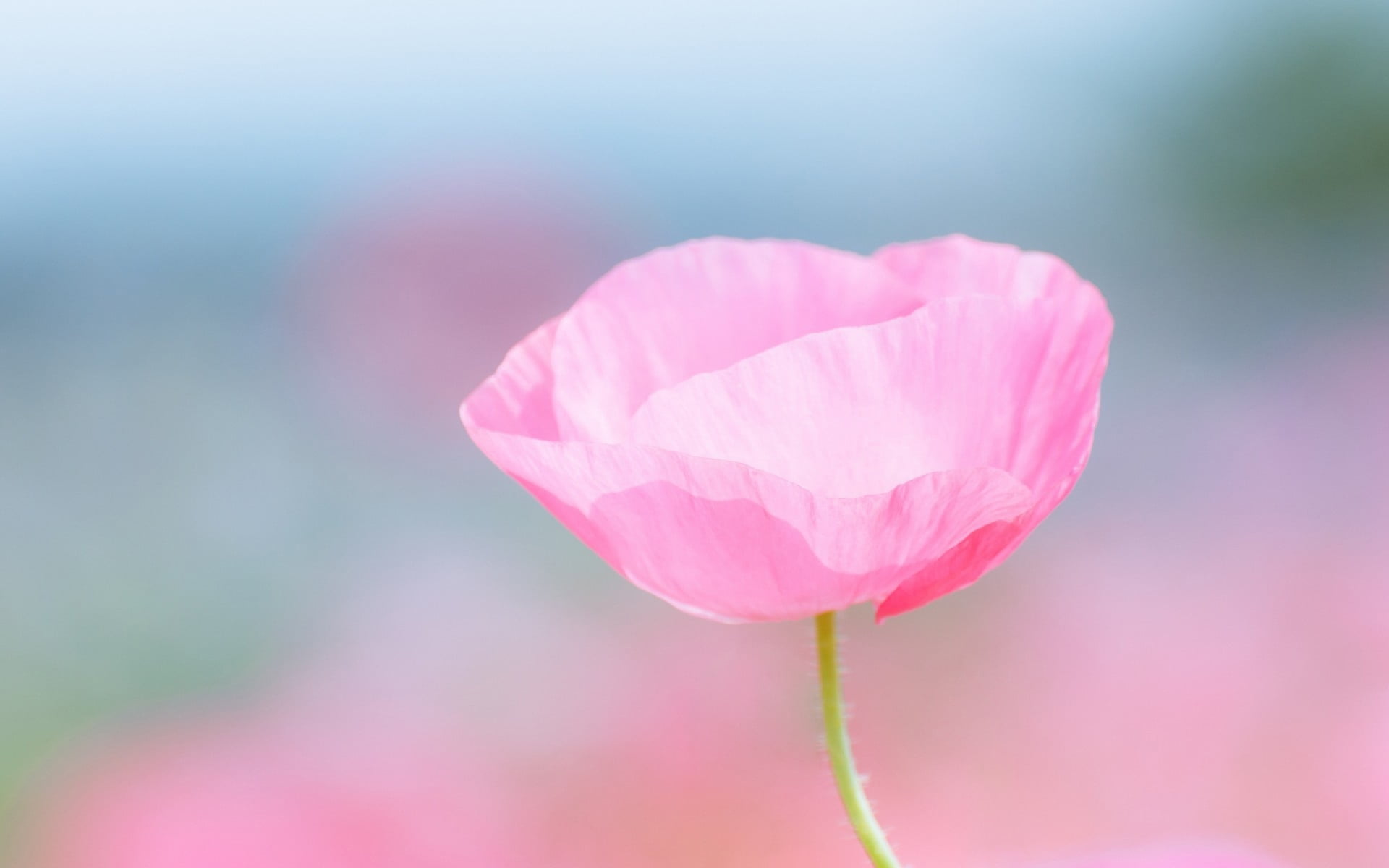 Selective focus photography of pink poppy flower HD wallpaper ...