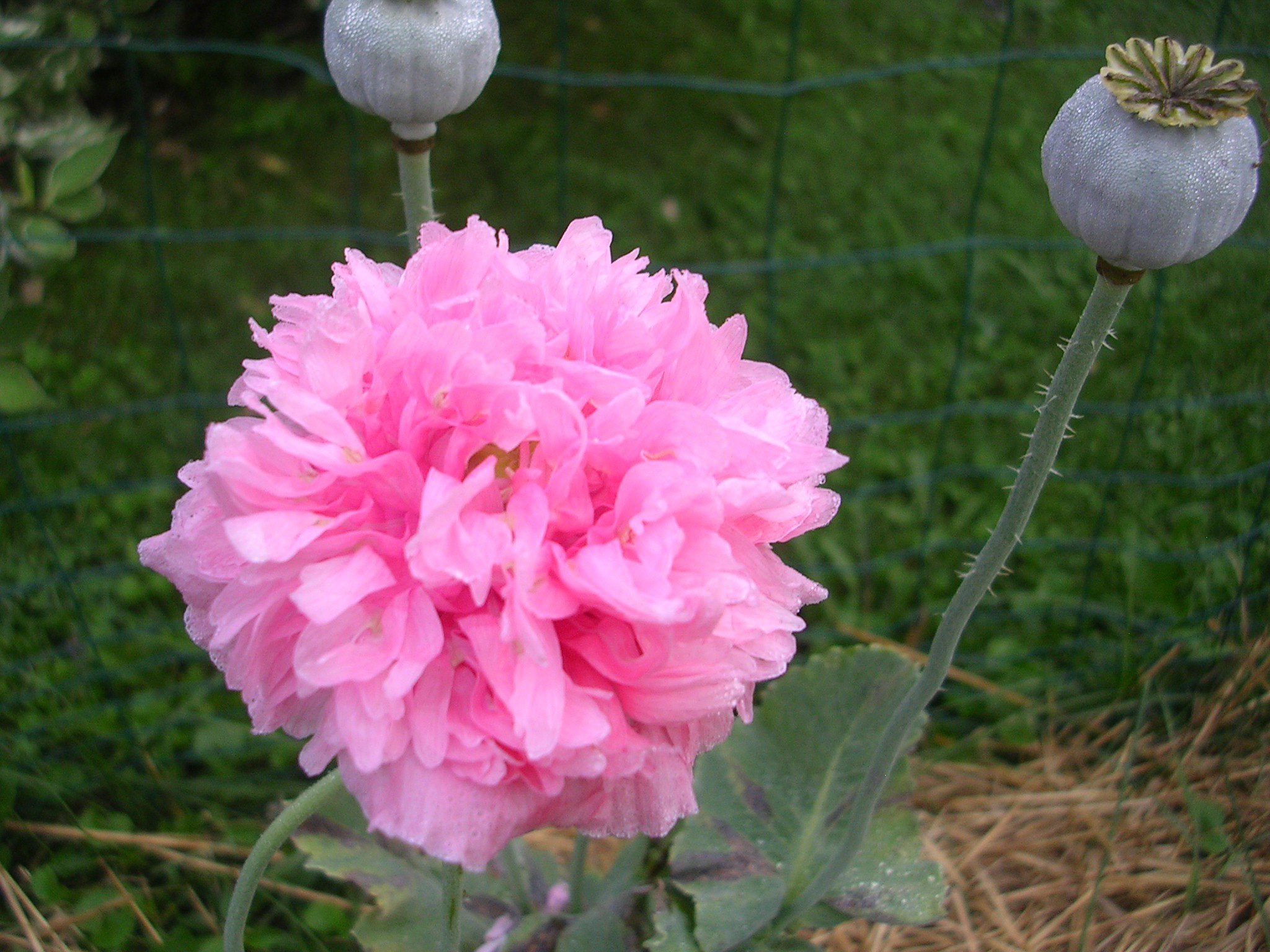 How to Grow: Poppies- growing and caring for poppies