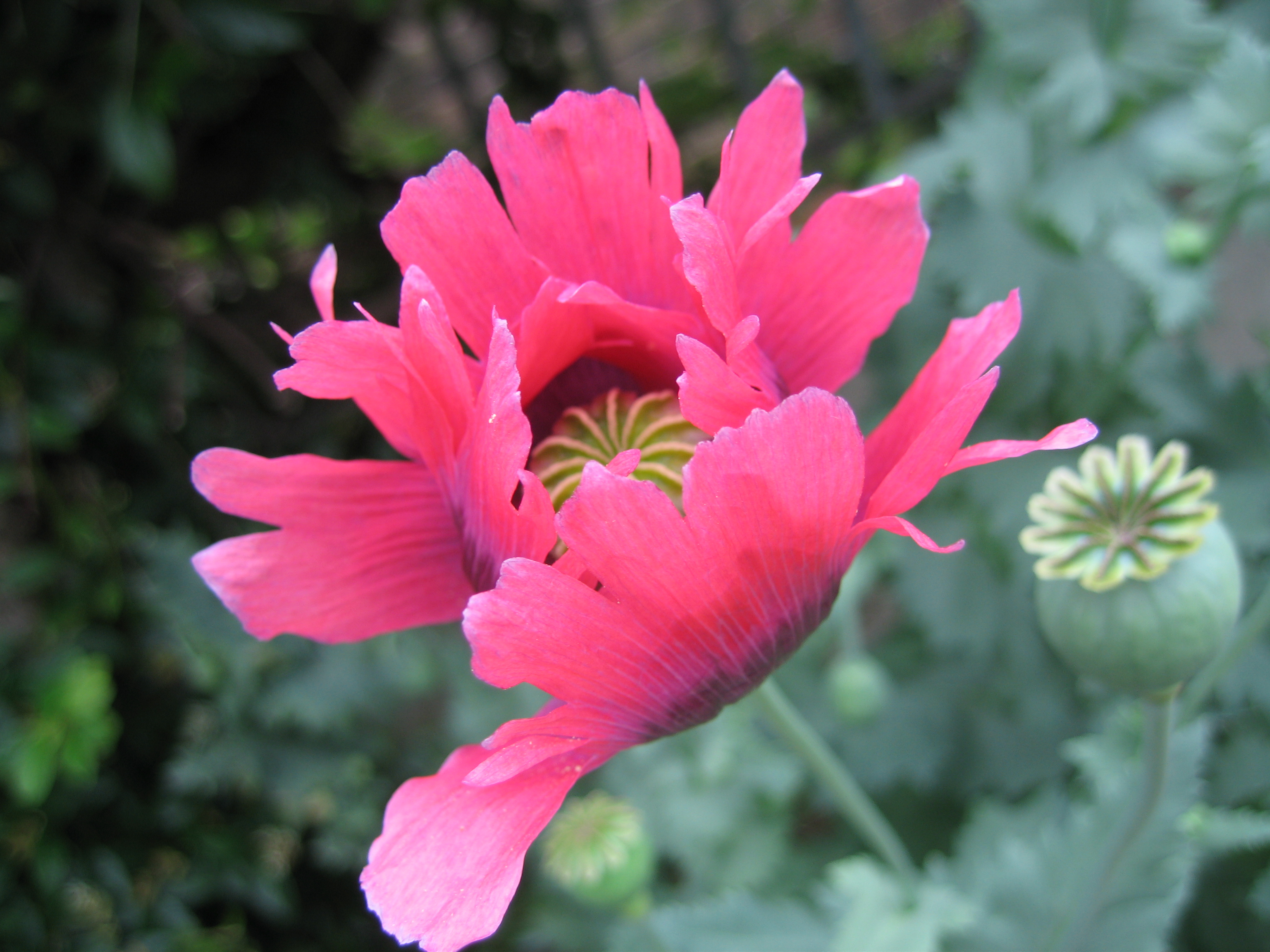 Flowers: poppy-flower-pink-ornamental- - flowers, bloom