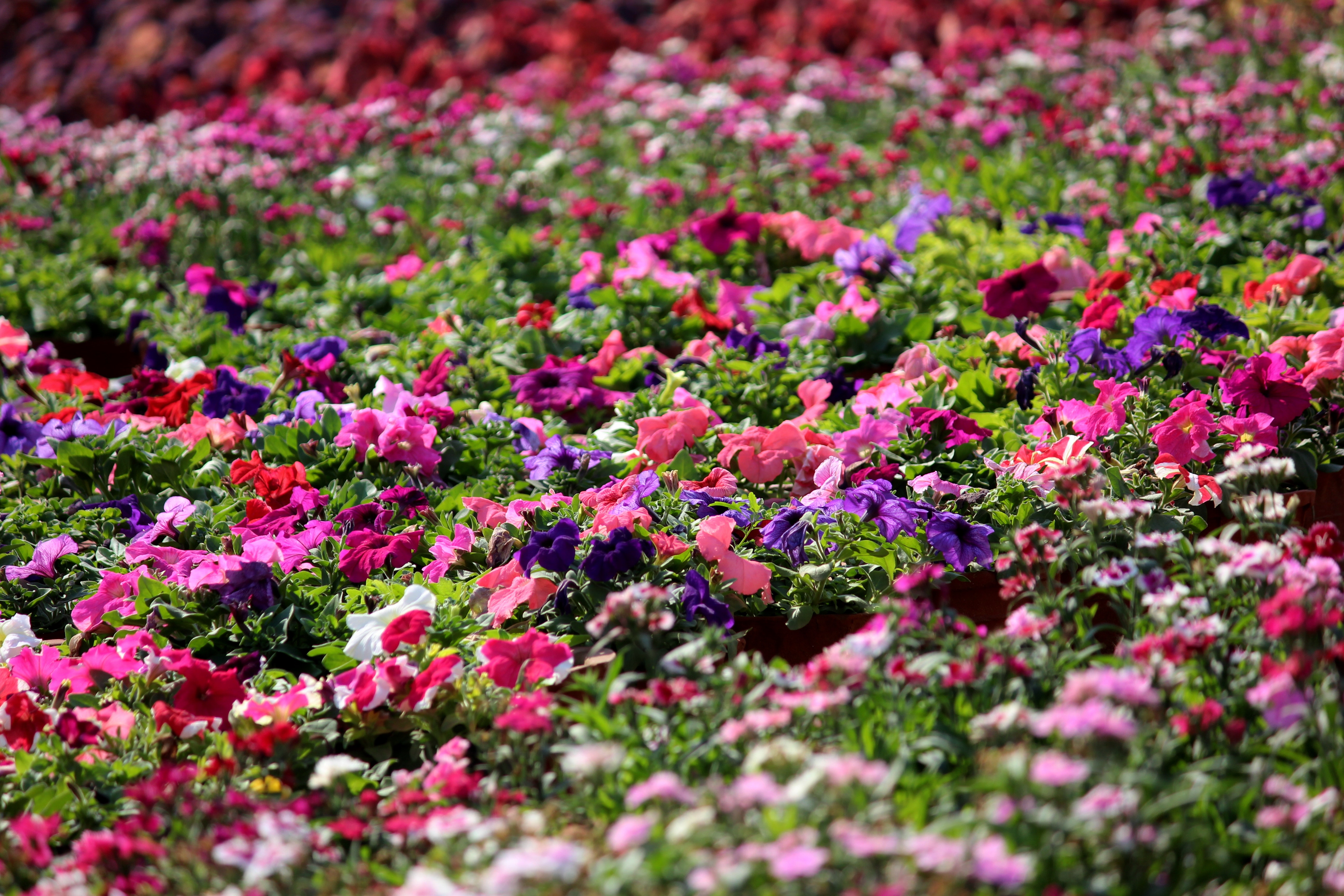 Pink, purple, and white impatiens plant field photo