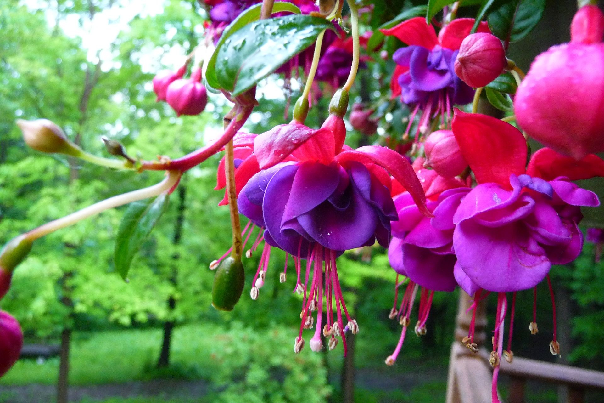 Flowers: Purple Pink Fuchsia Small Flowers Colors Nature Trees ...