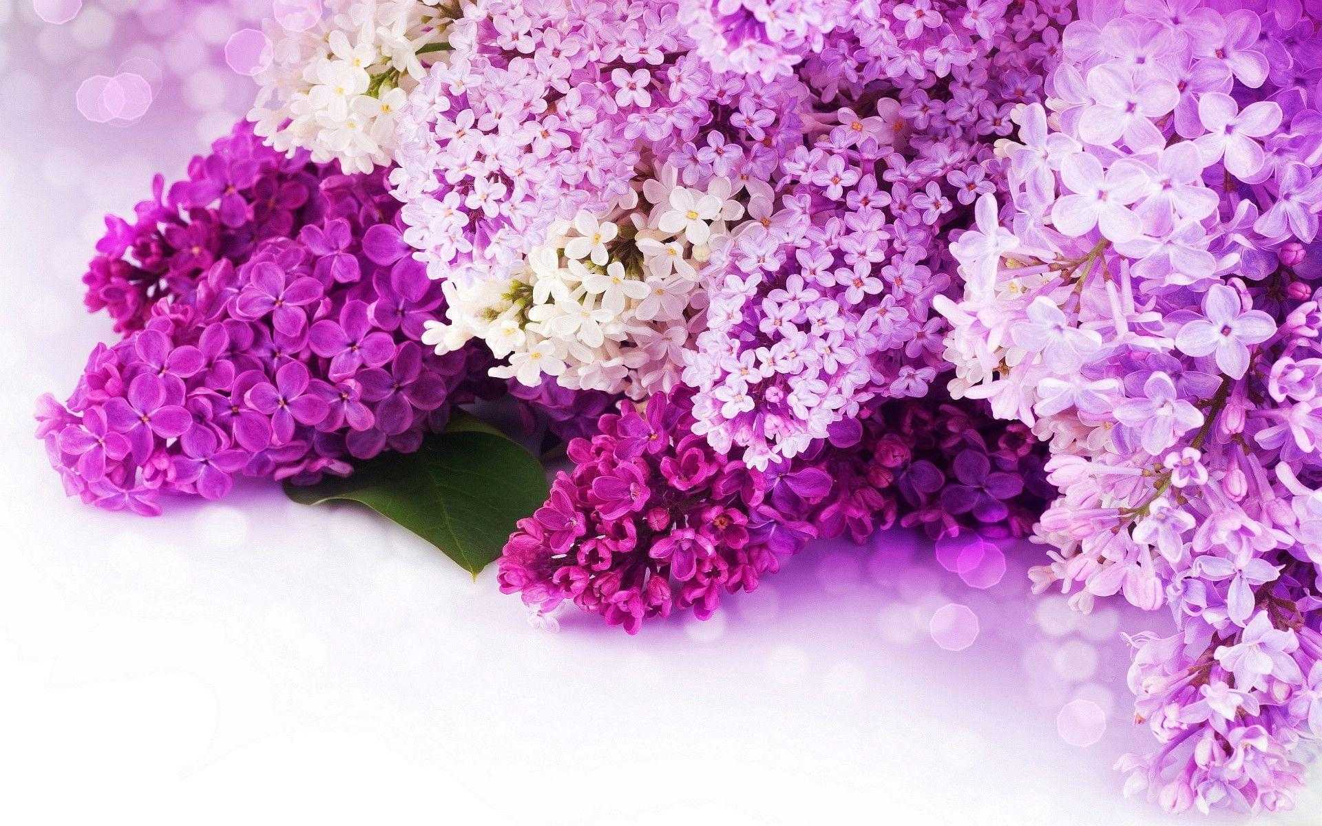 Pink And Purple Flower Backgrounds Gallery Flowers Background ...