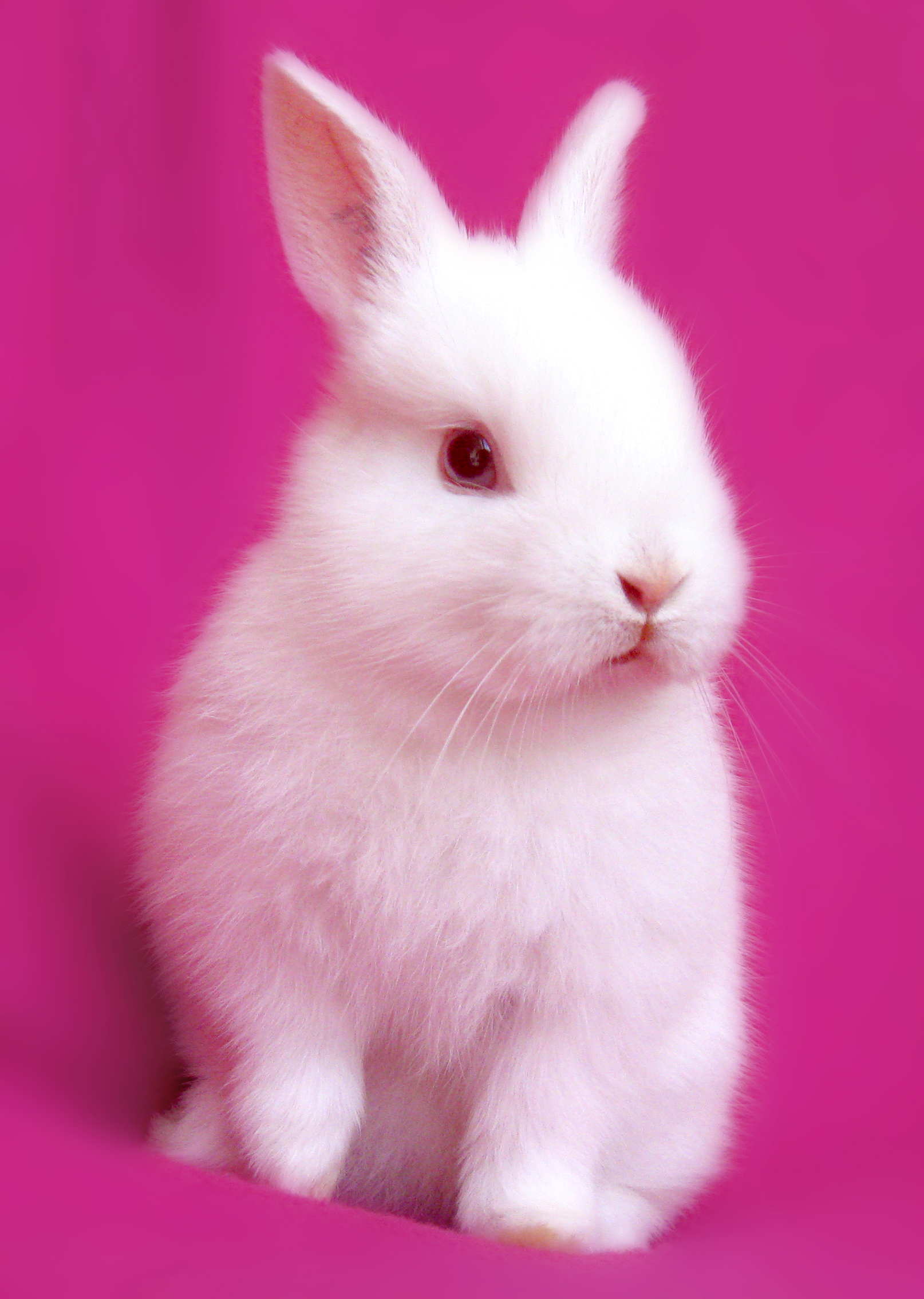 Pink rabbit photo