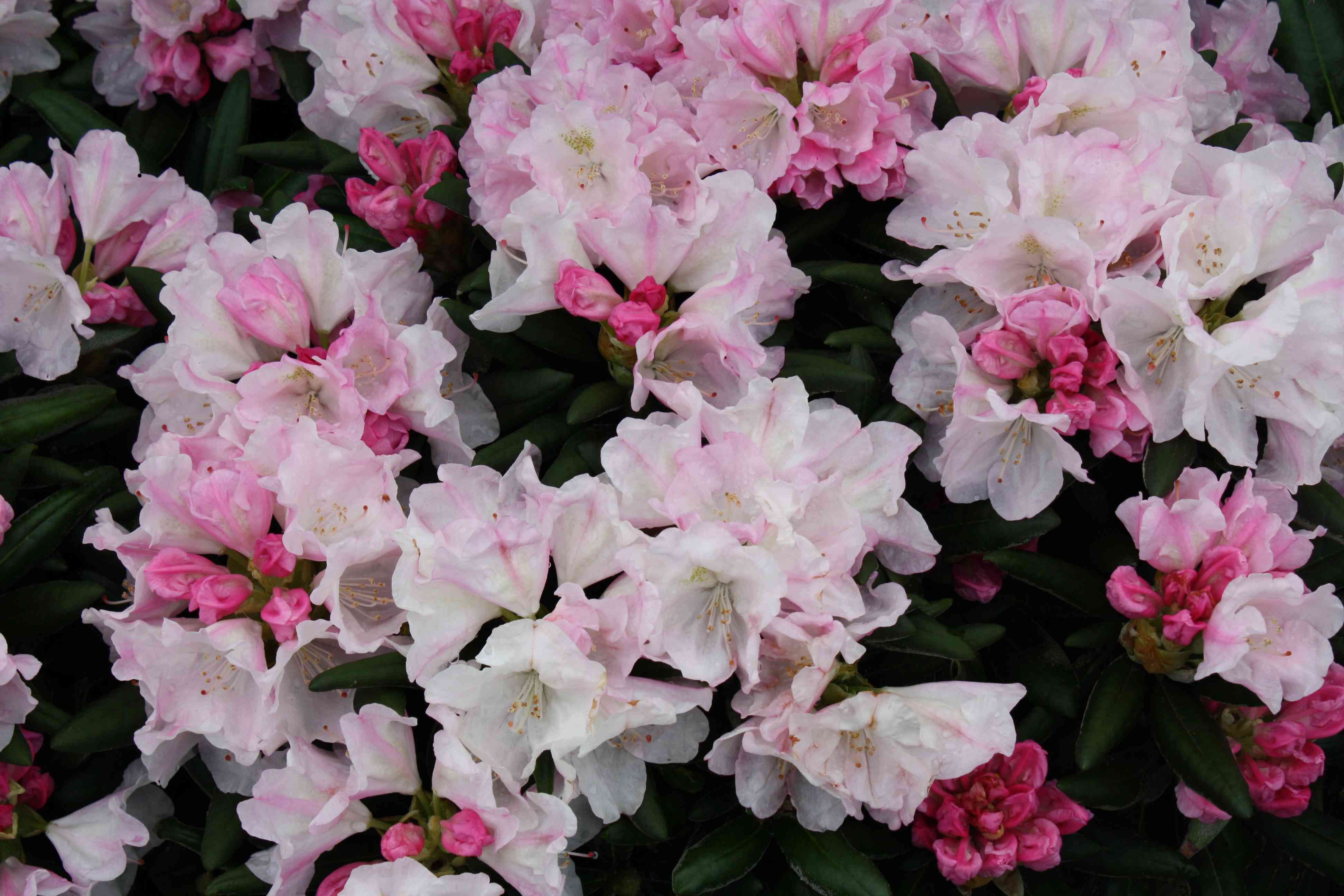 The flowers of Rhododendron yakushimanum 'Silver Lady faded from ...