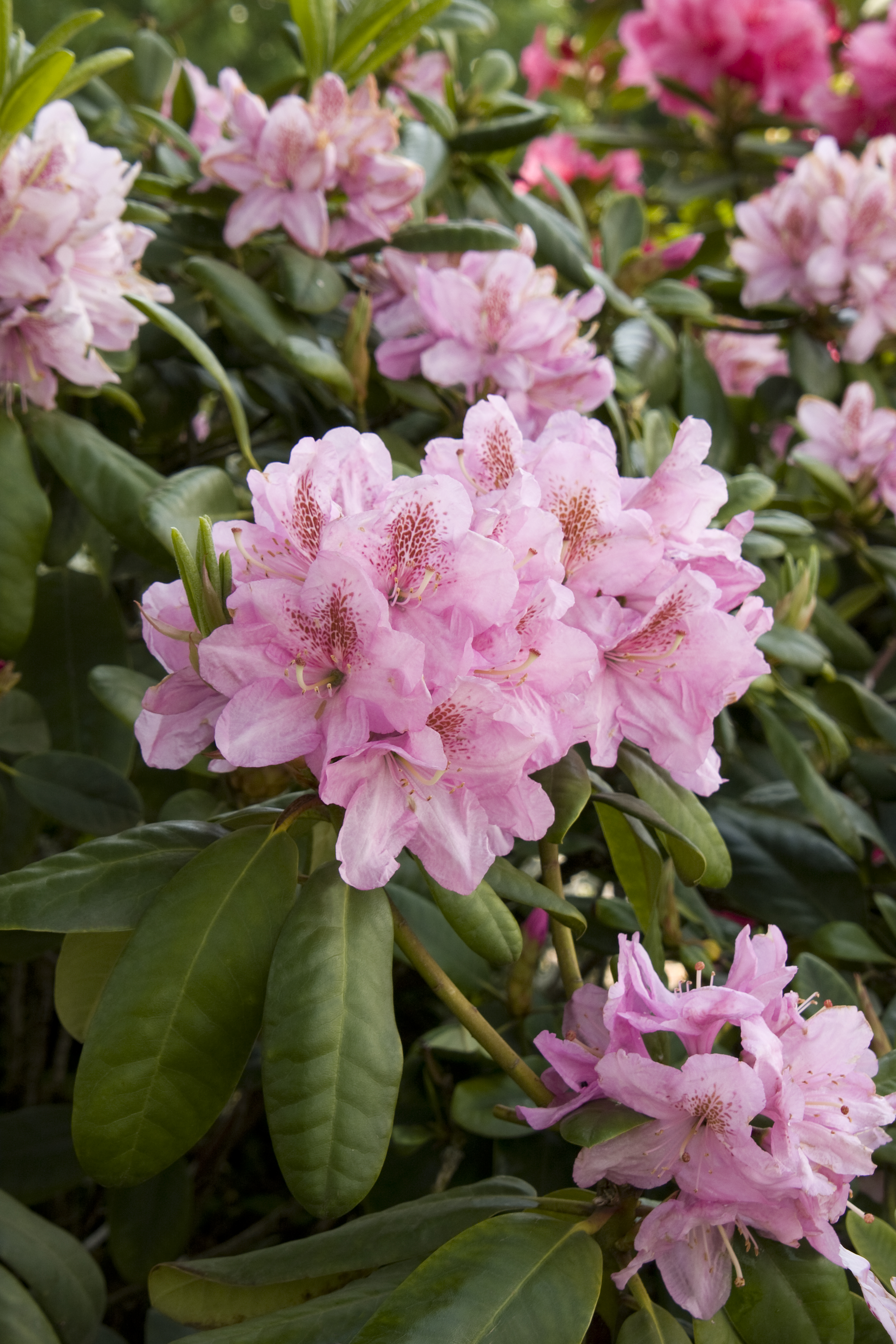 Scintillation Rhododendron - Monrovia - Scintillation Rhododendron