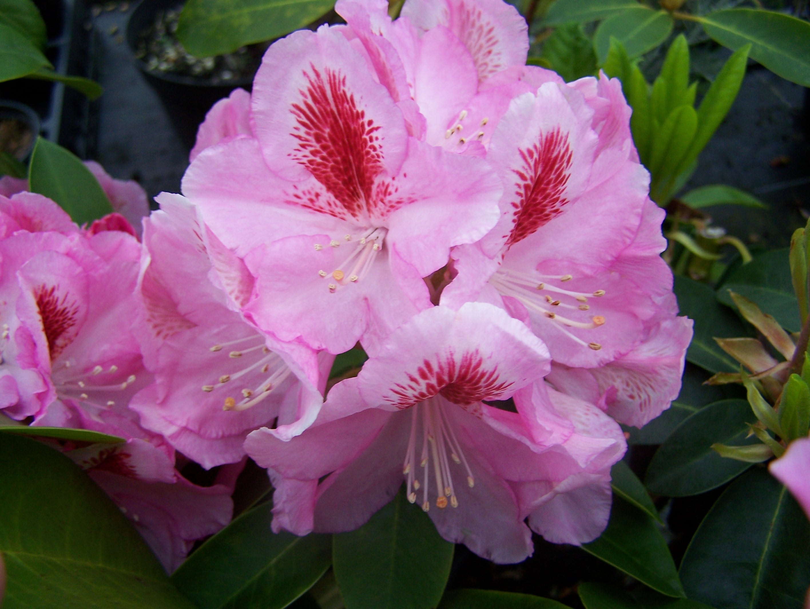 Rhododendron | Perryhill Nurseries