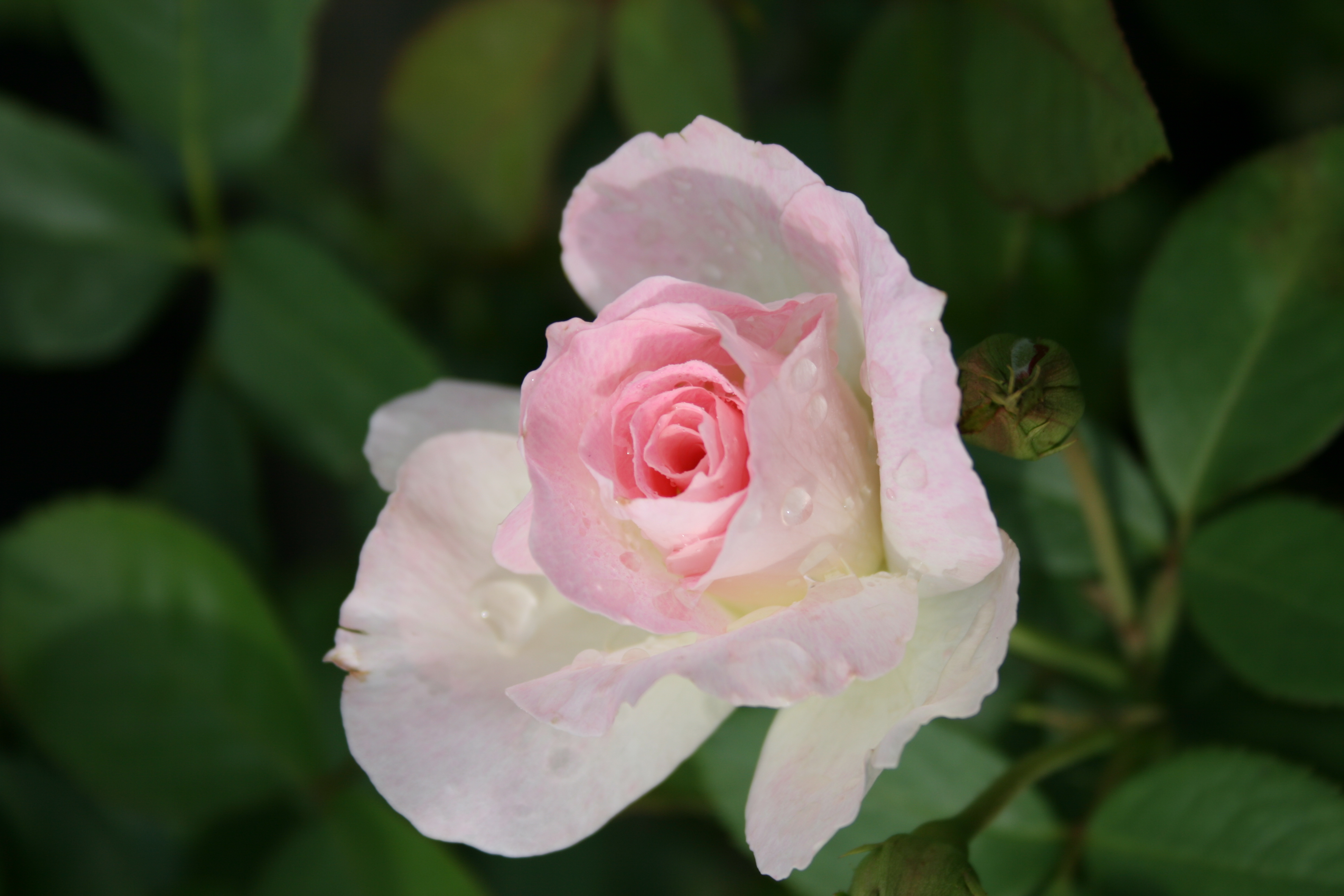 Pink Rose, Bloom, Droplets, Flower, Petals, HQ Photo