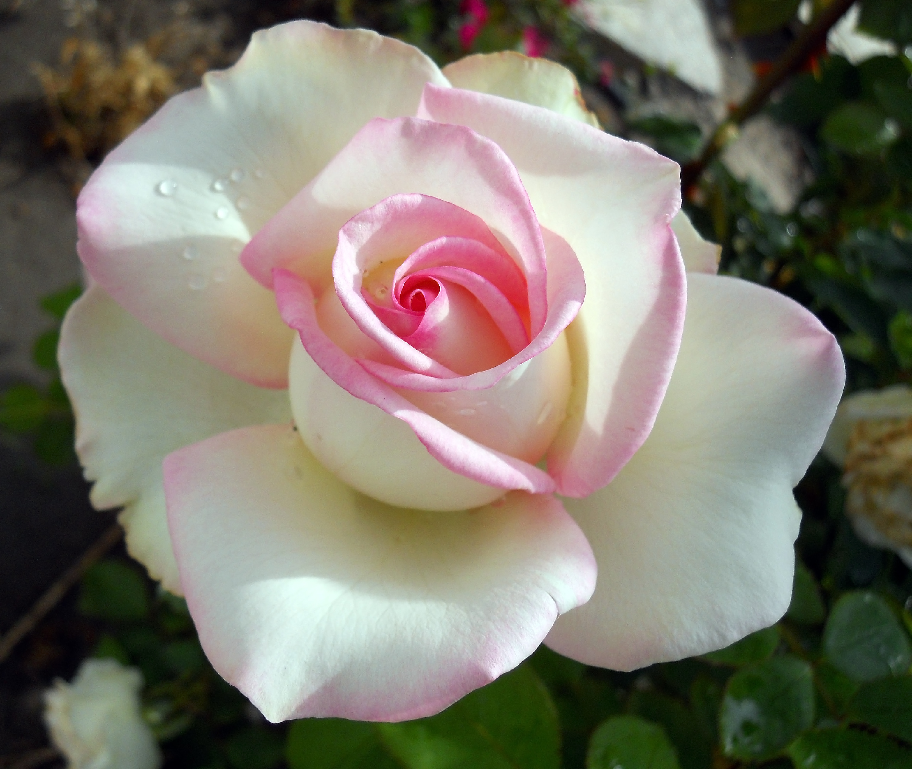 Pink rose photo