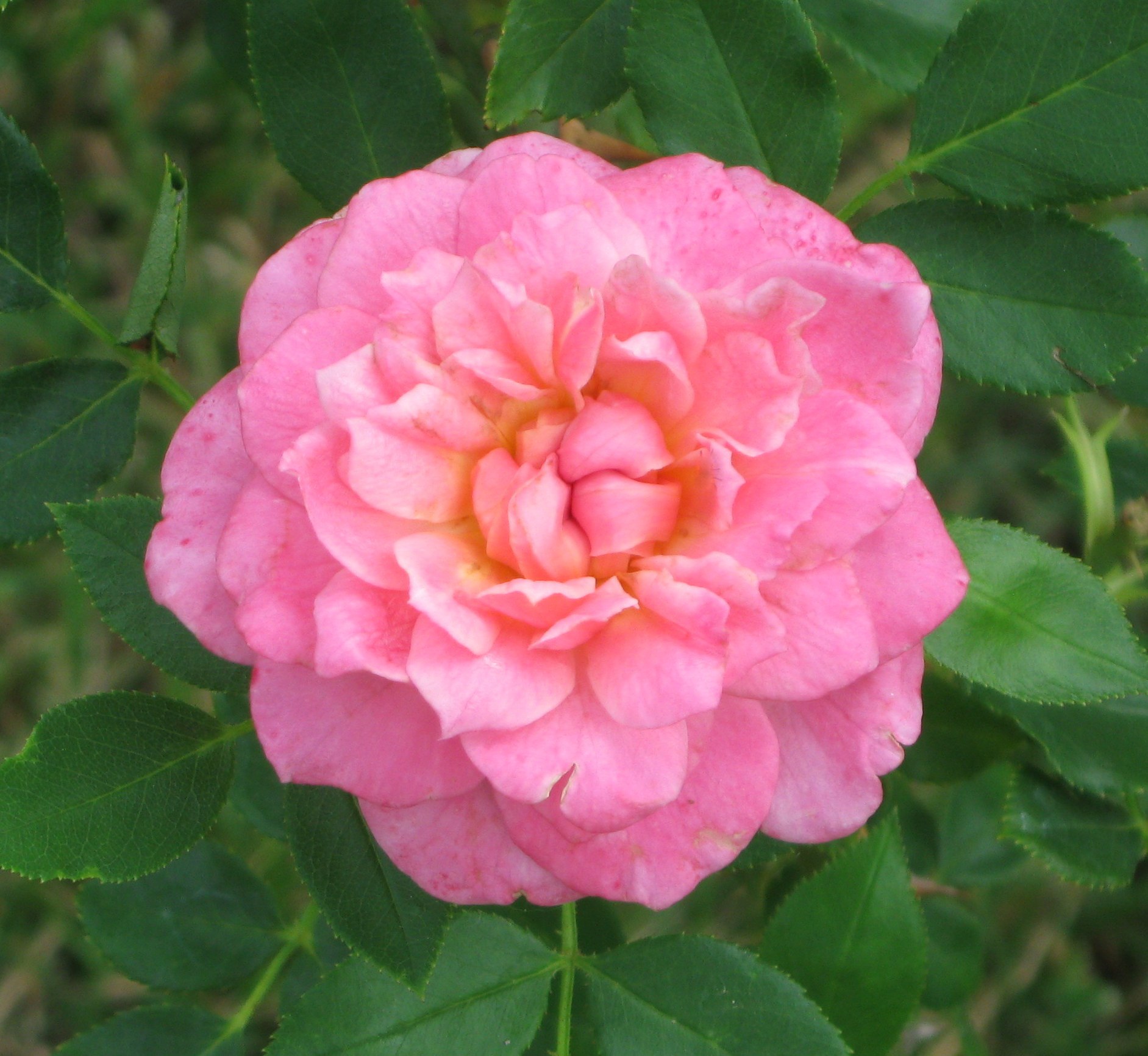 Sunrosa ® Fragrant Pink Rose – Sunfire Nurseries