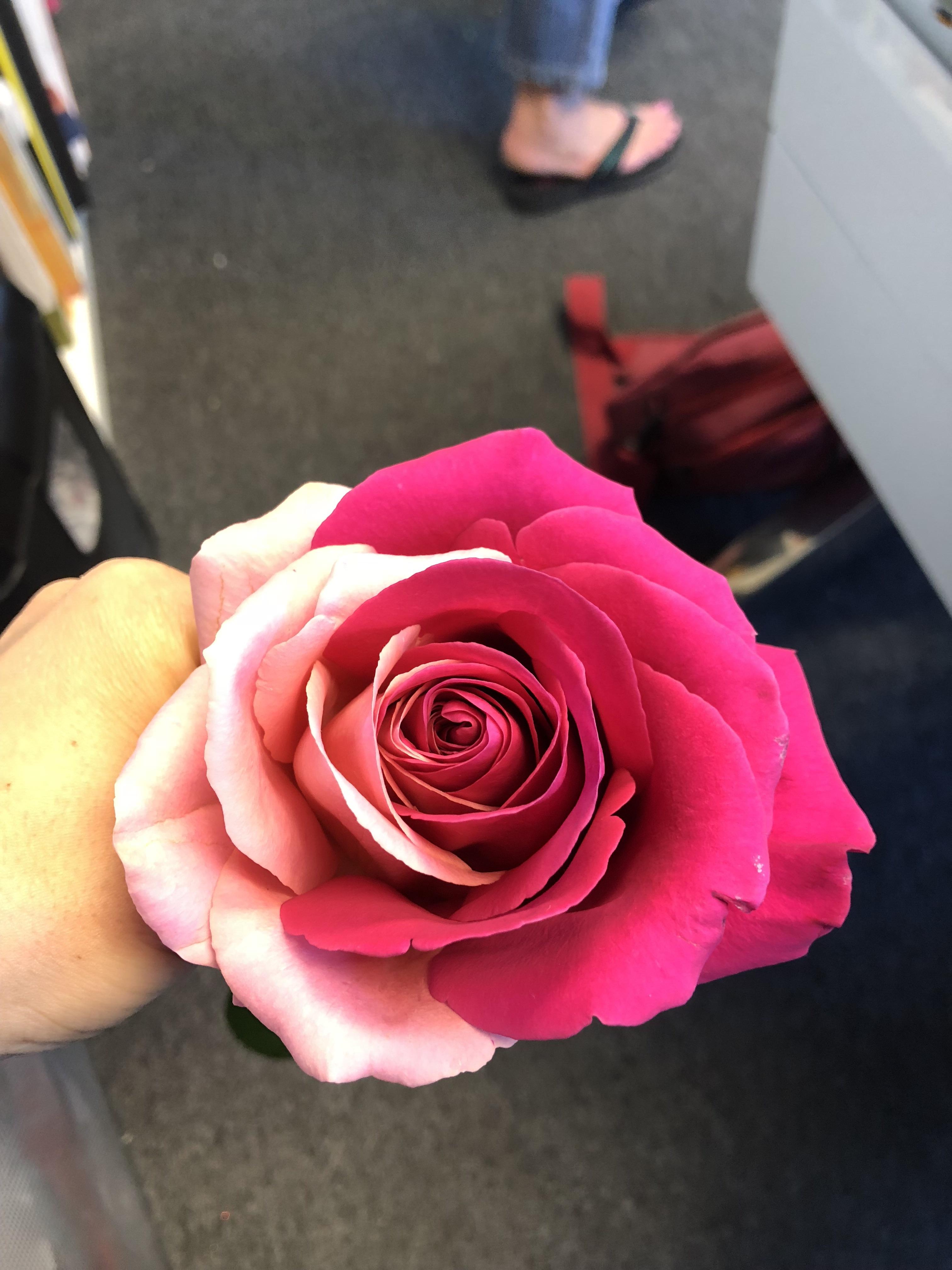 This half dark pink, half light pink rose : mildlyinteresting
