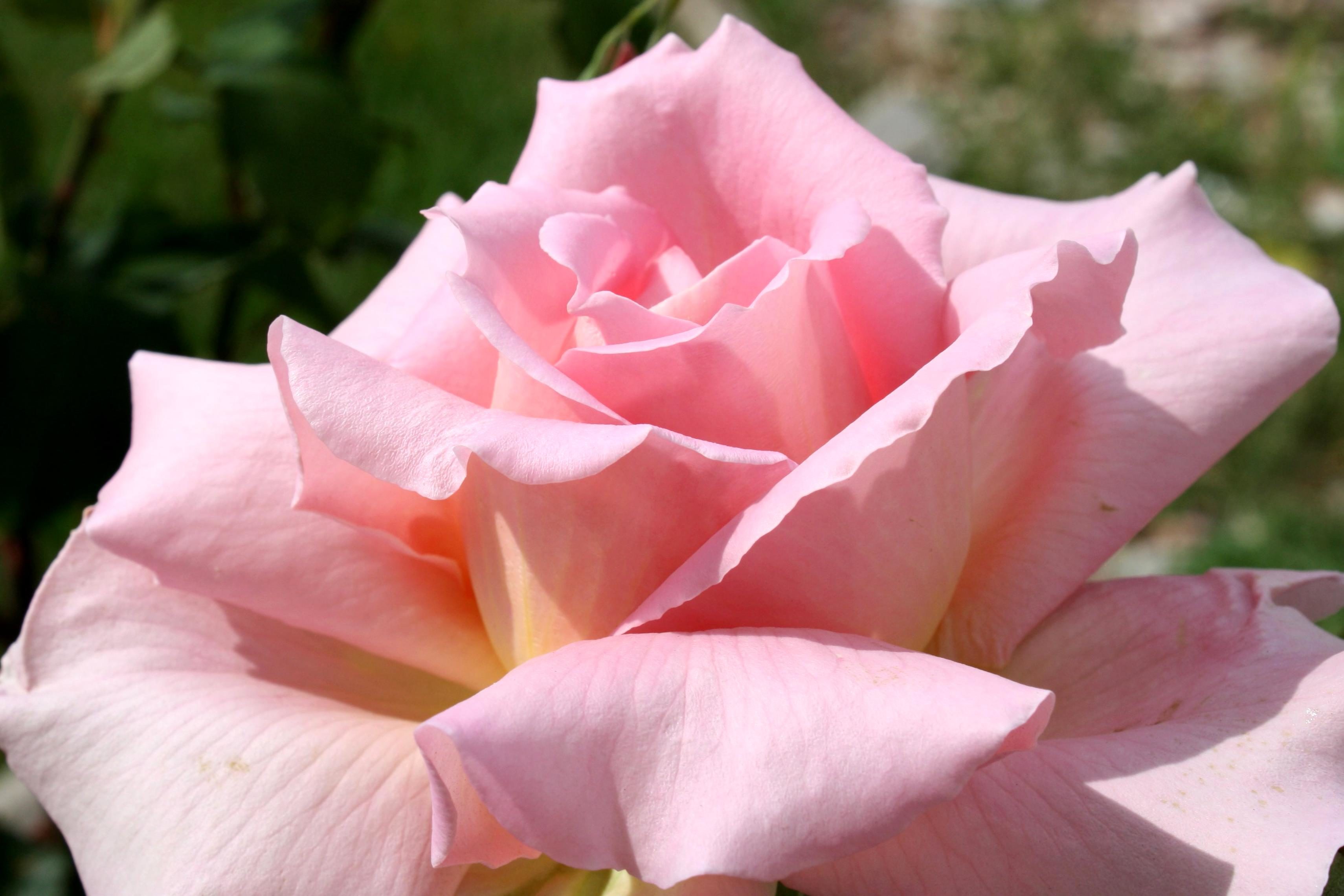 Free picture: pink rose flowers, rose petals, garden
