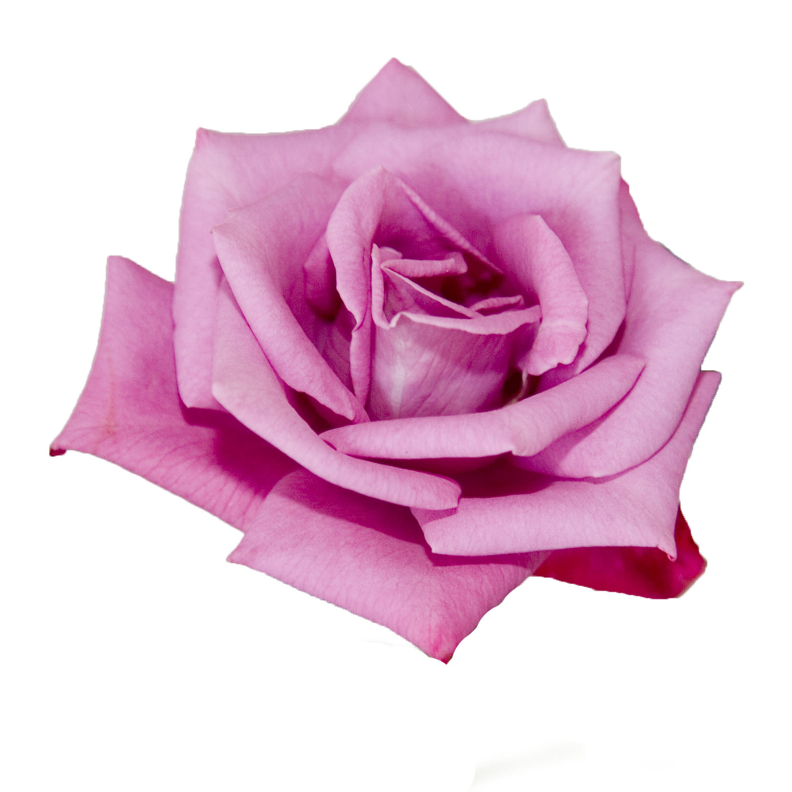 A Kid's Photo | Pink Rose with White Background